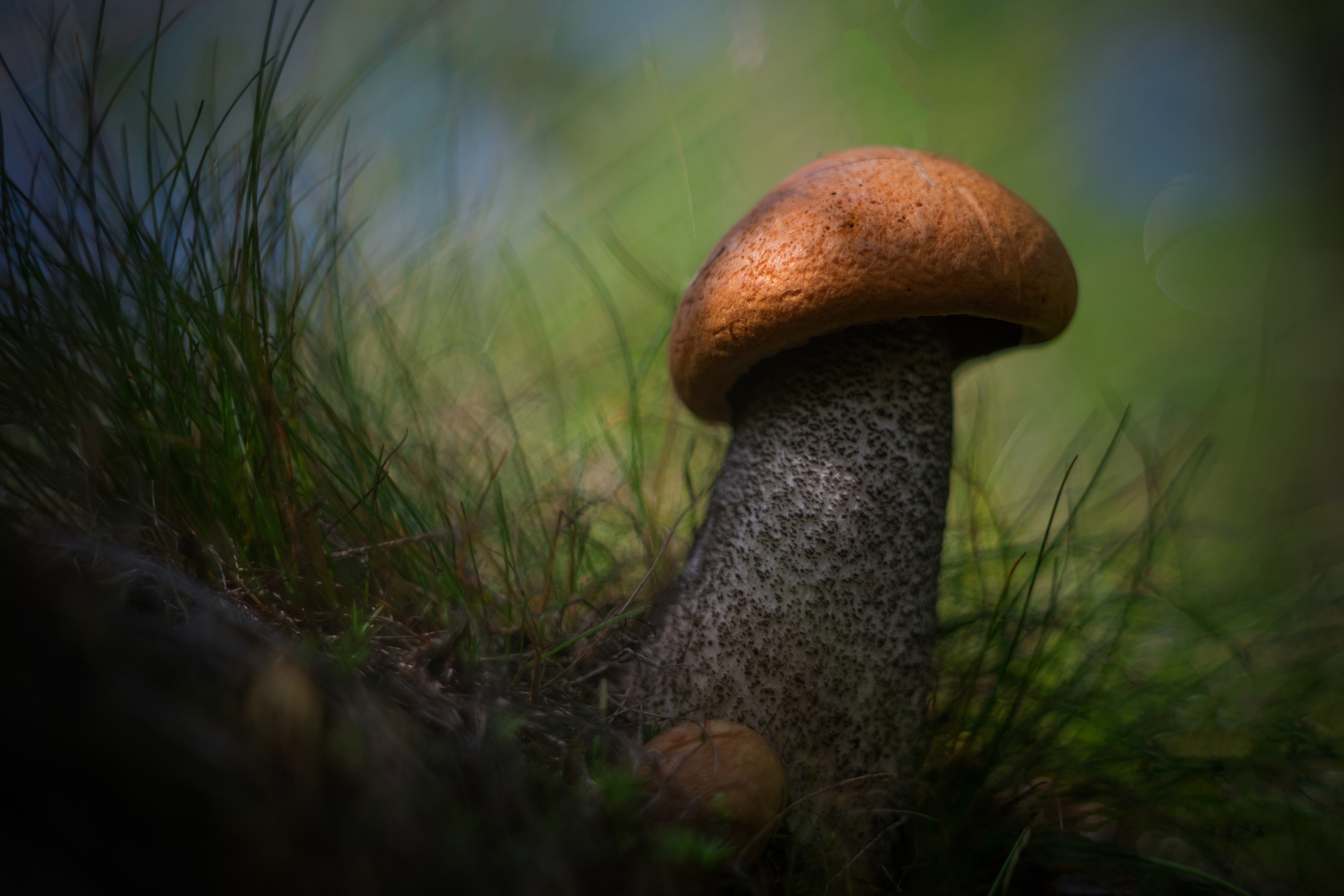 Free download wallpaper Grass, Earth, Mushroom on your PC desktop