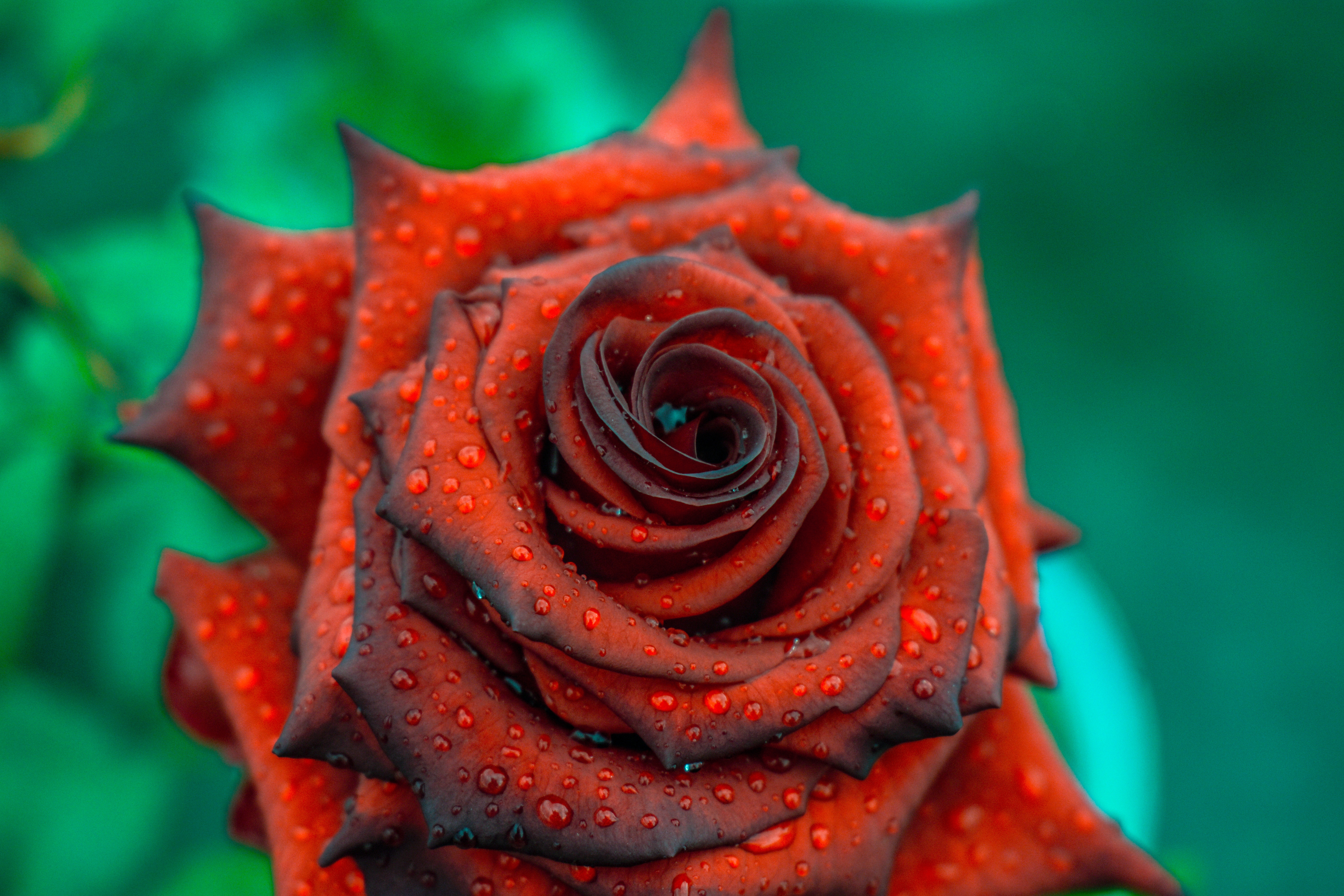 PCデスクトップにつぼみ, 蕾, 赤い, 滴, 薔薇, 花びら, バラの花, フラワーズ画像を無料でダウンロード