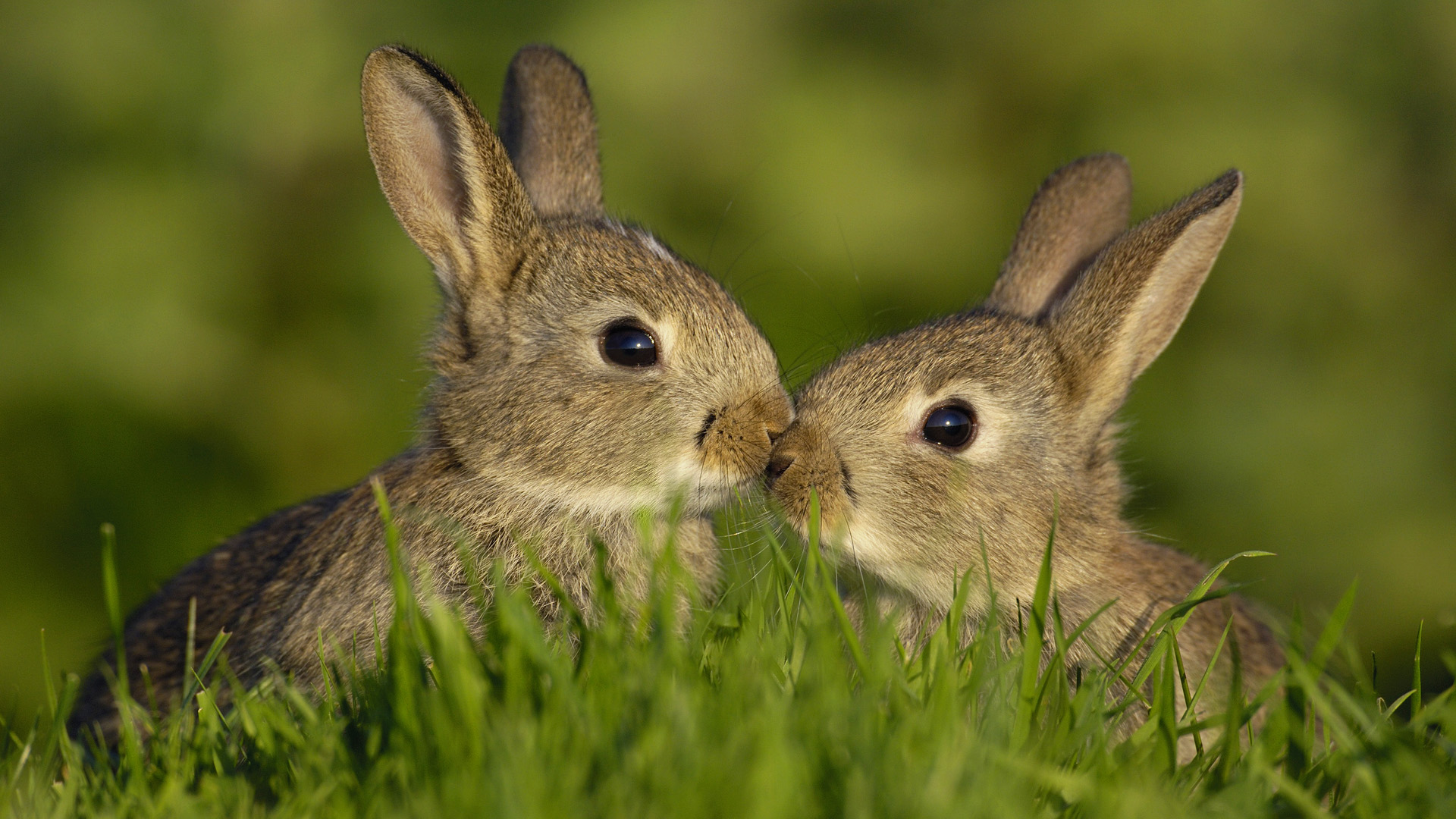 182281 descargar fondo de pantalla animales, conejo: protectores de pantalla e imágenes gratis