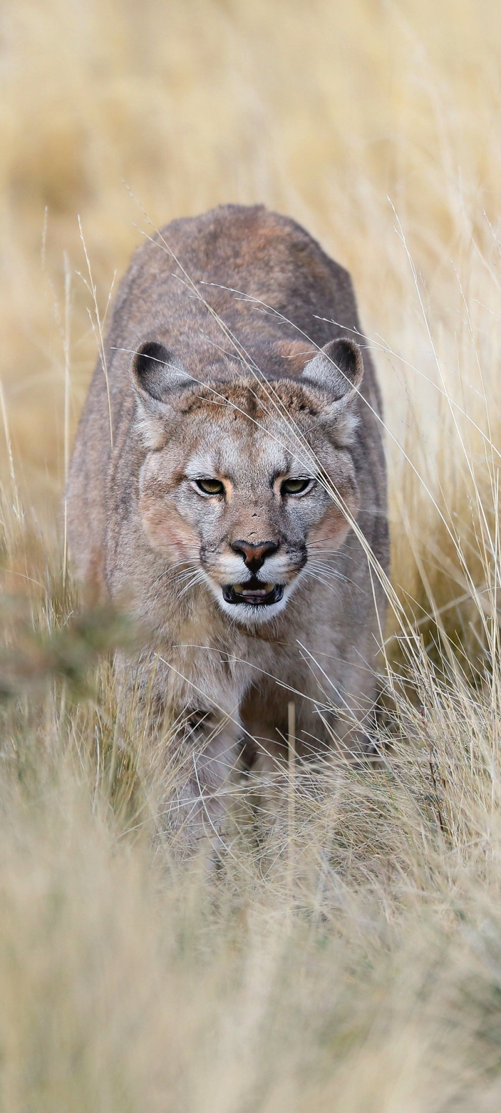 Téléchargez des papiers peints mobile Animaux, Chats, Puma gratuitement.