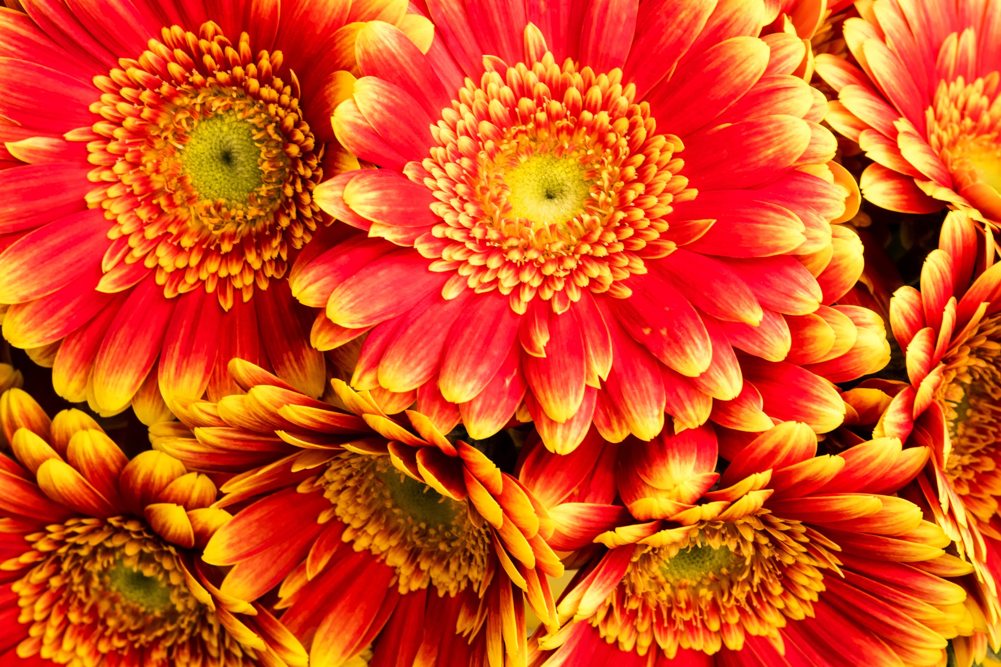 Téléchargez gratuitement l'image Fleurs, Fleur, Gerbera, Fleur Rouge, La Nature, Terre/nature sur le bureau de votre PC