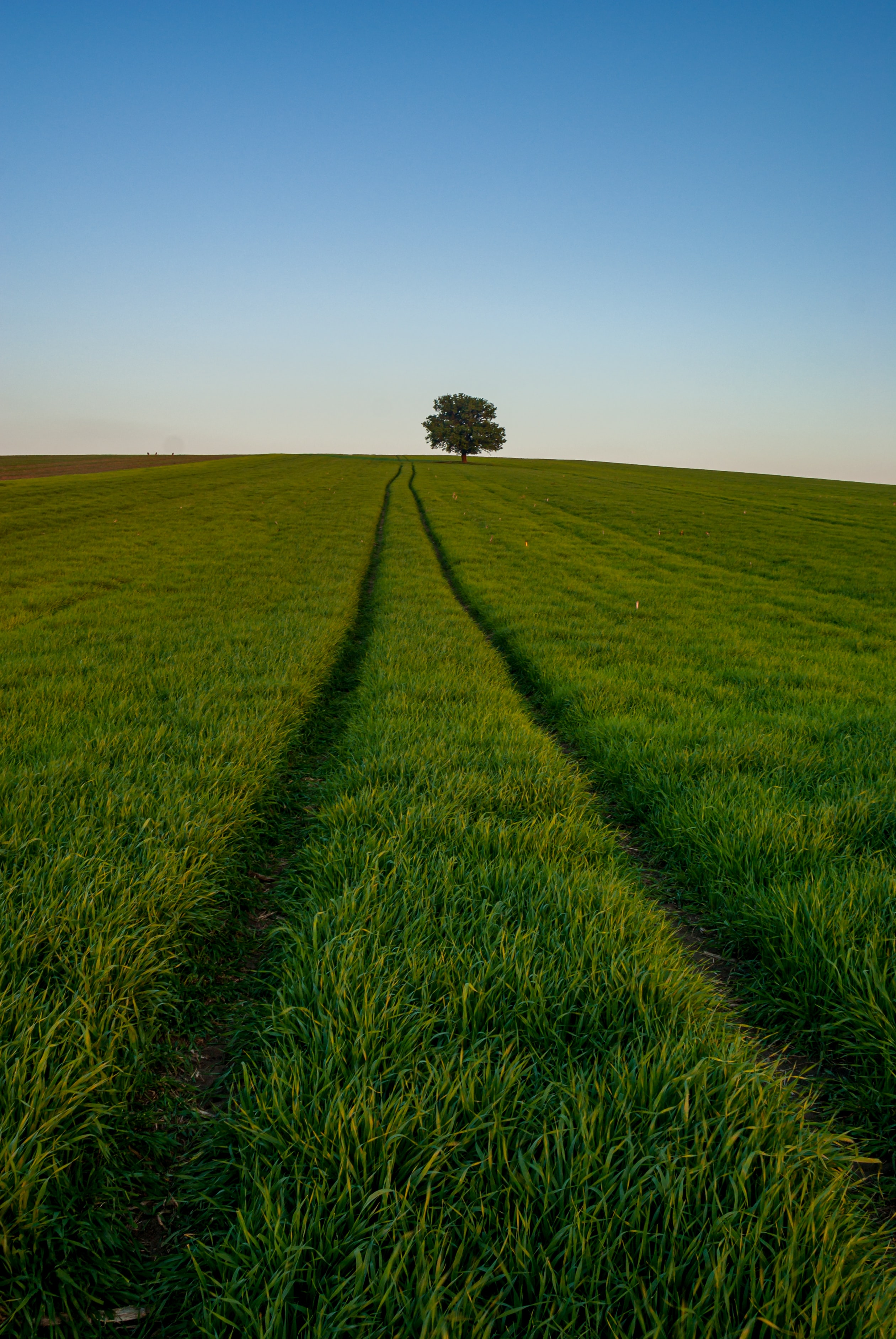 Handy-Wallpaper Natur, Horizont, Grass, Straße kostenlos herunterladen.