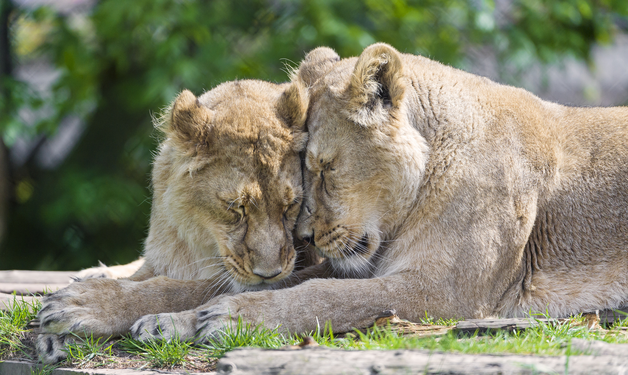 Téléchargez des papiers peints mobile Lion, Chats, Animaux gratuitement.