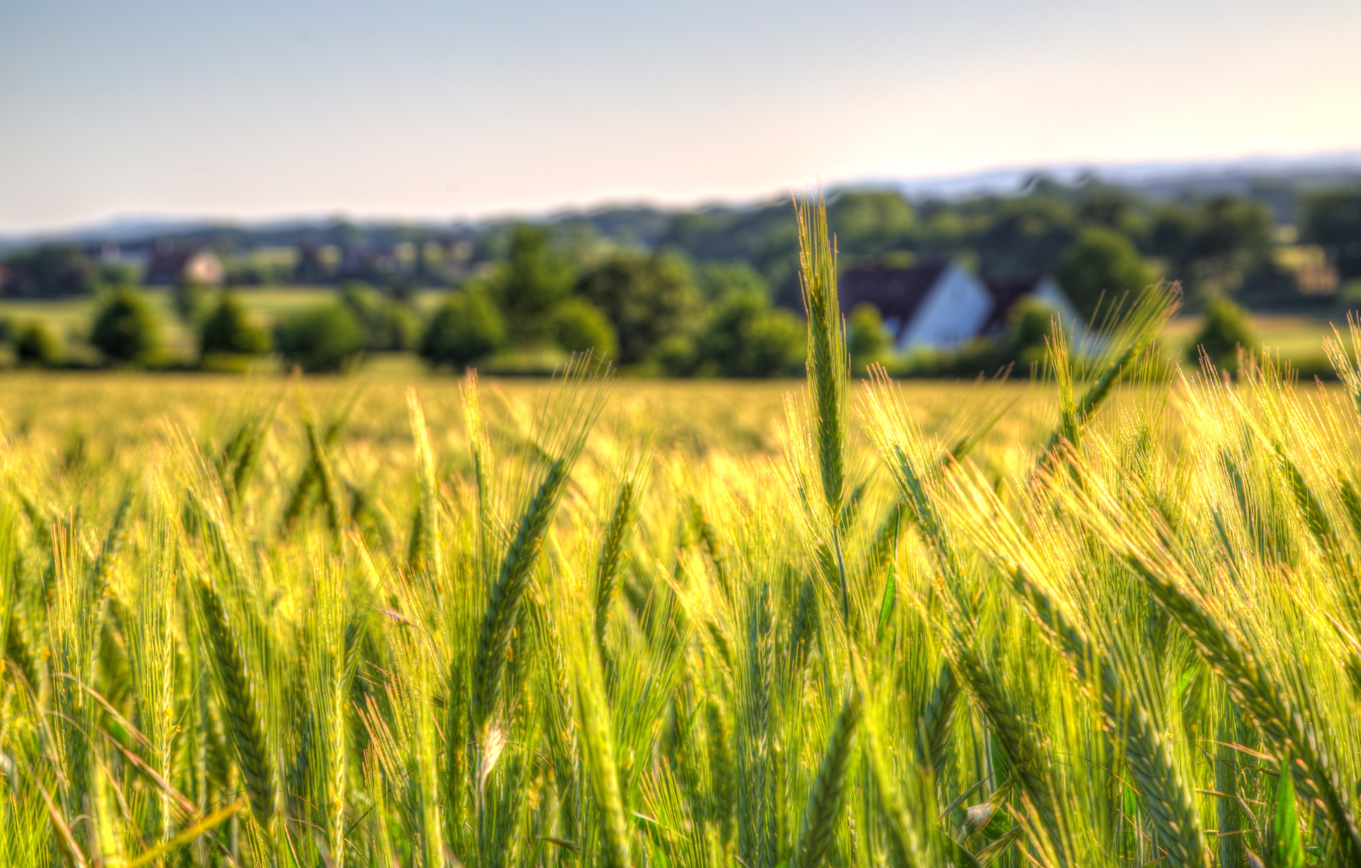 Baixar papel de parede para celular de Natureza, Verão, Trigo, Campo, Terra/natureza, Profundidade De Campo gratuito.