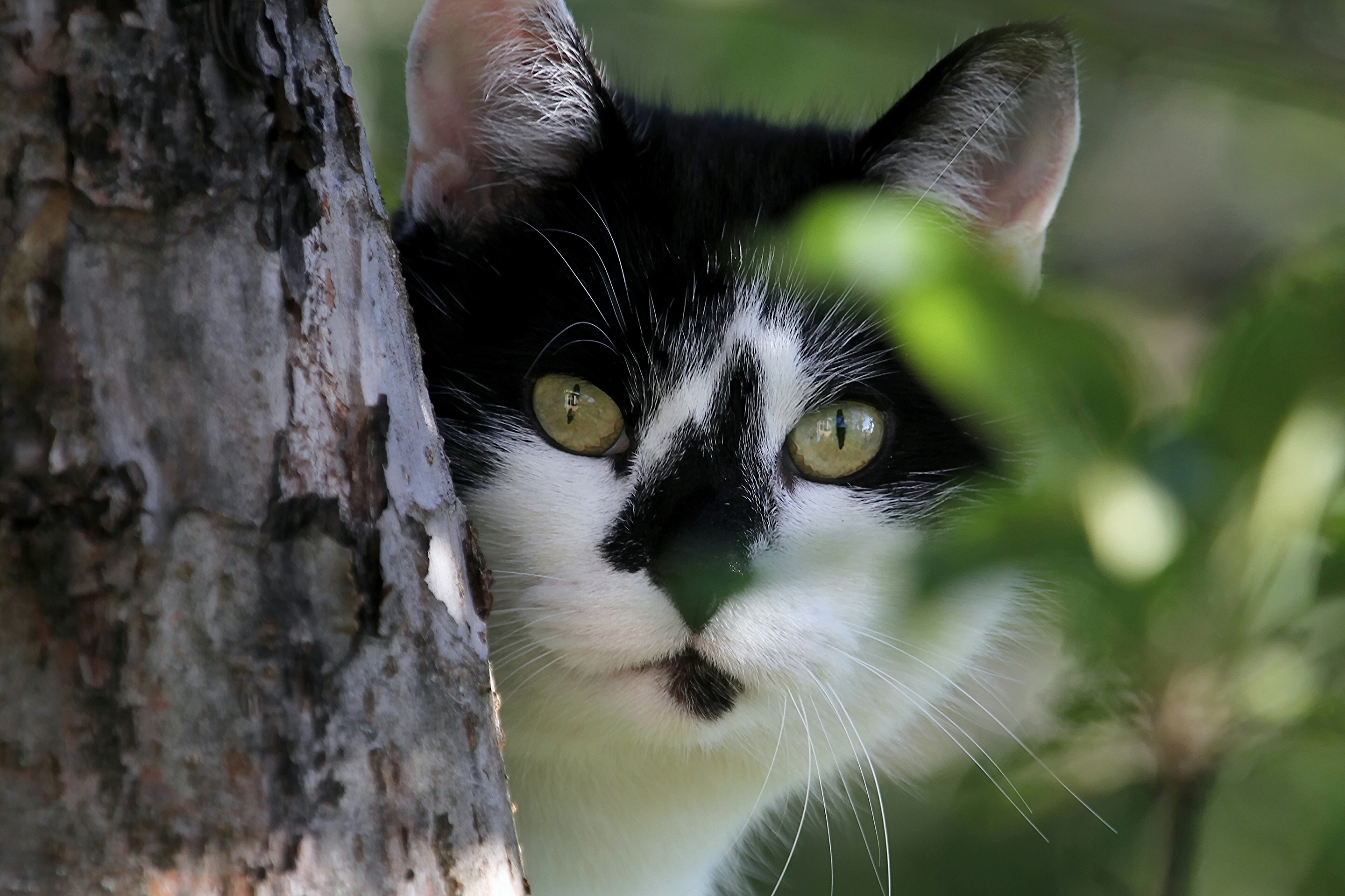 PCデスクトップに動物, ネコ, 猫, 銃口画像を無料でダウンロード