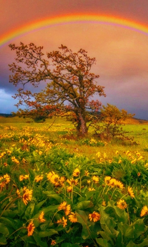 Download mobile wallpaper Rainbow, Tree, Earth, Field, Daisy, Yellow Flower for free.