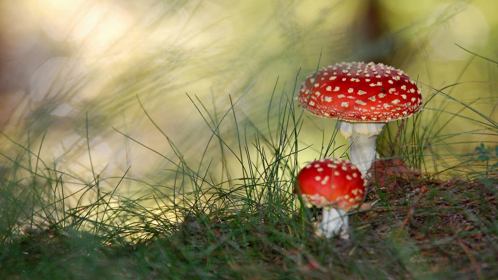 Baixe gratuitamente a imagem Grama, Cogumelo, Terra/natureza na área de trabalho do seu PC