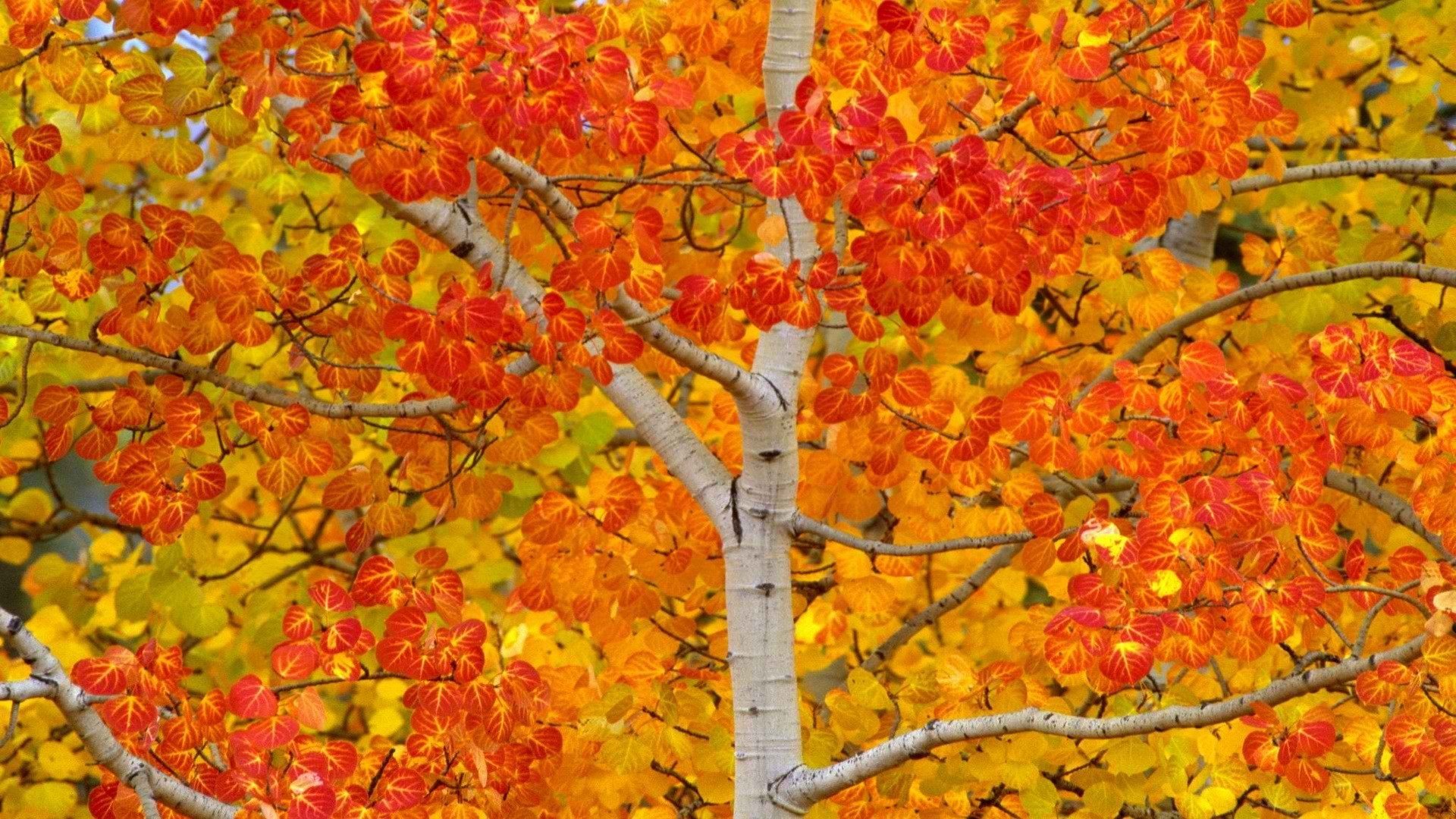 Скачать картинку Осень, Дерево, Листва, Земля/природа, Ответвляться, Берёза в телефон бесплатно.