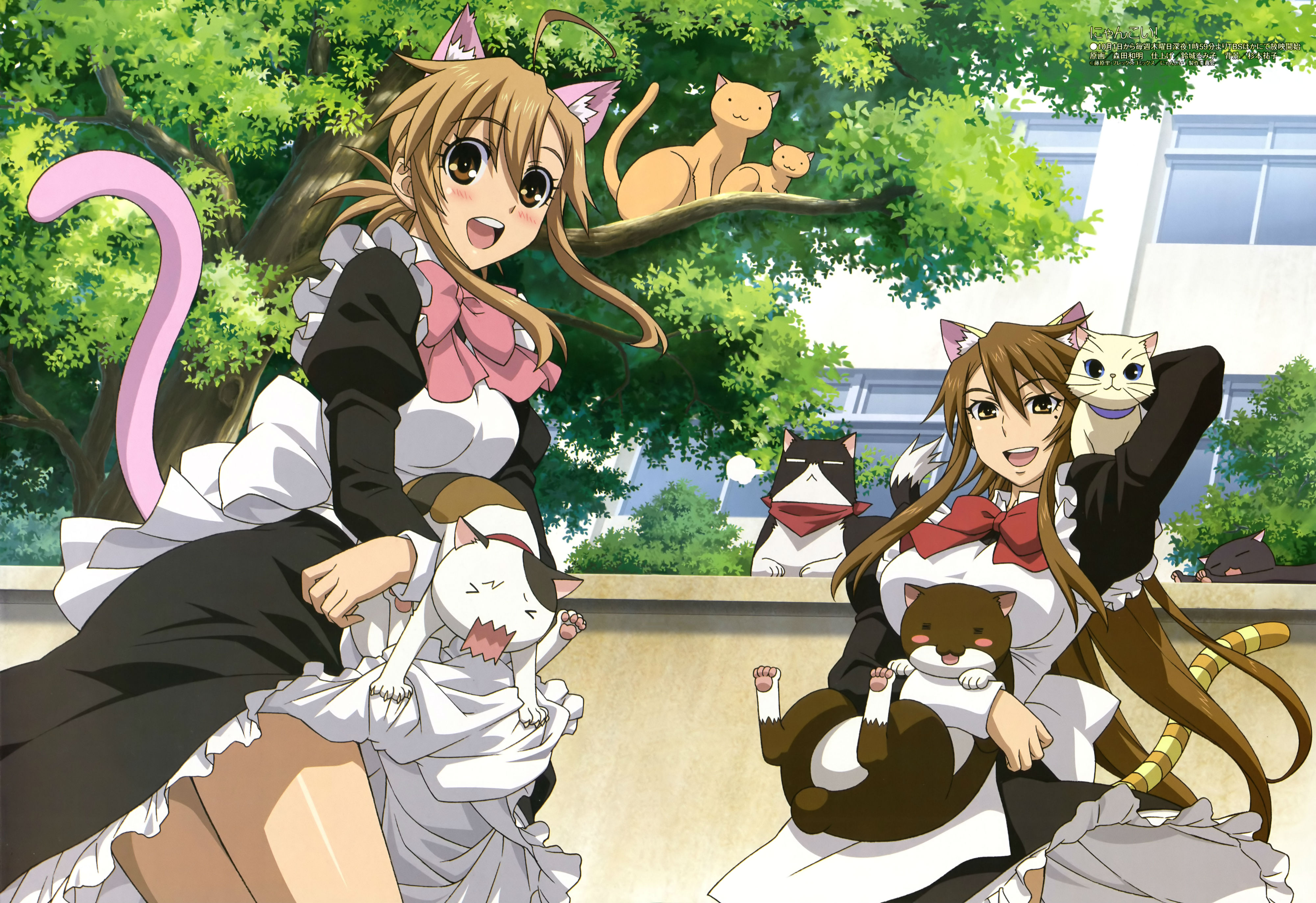 240942 Bild herunterladen animes, nyan koi! - Hintergrundbilder und Bildschirmschoner kostenlos