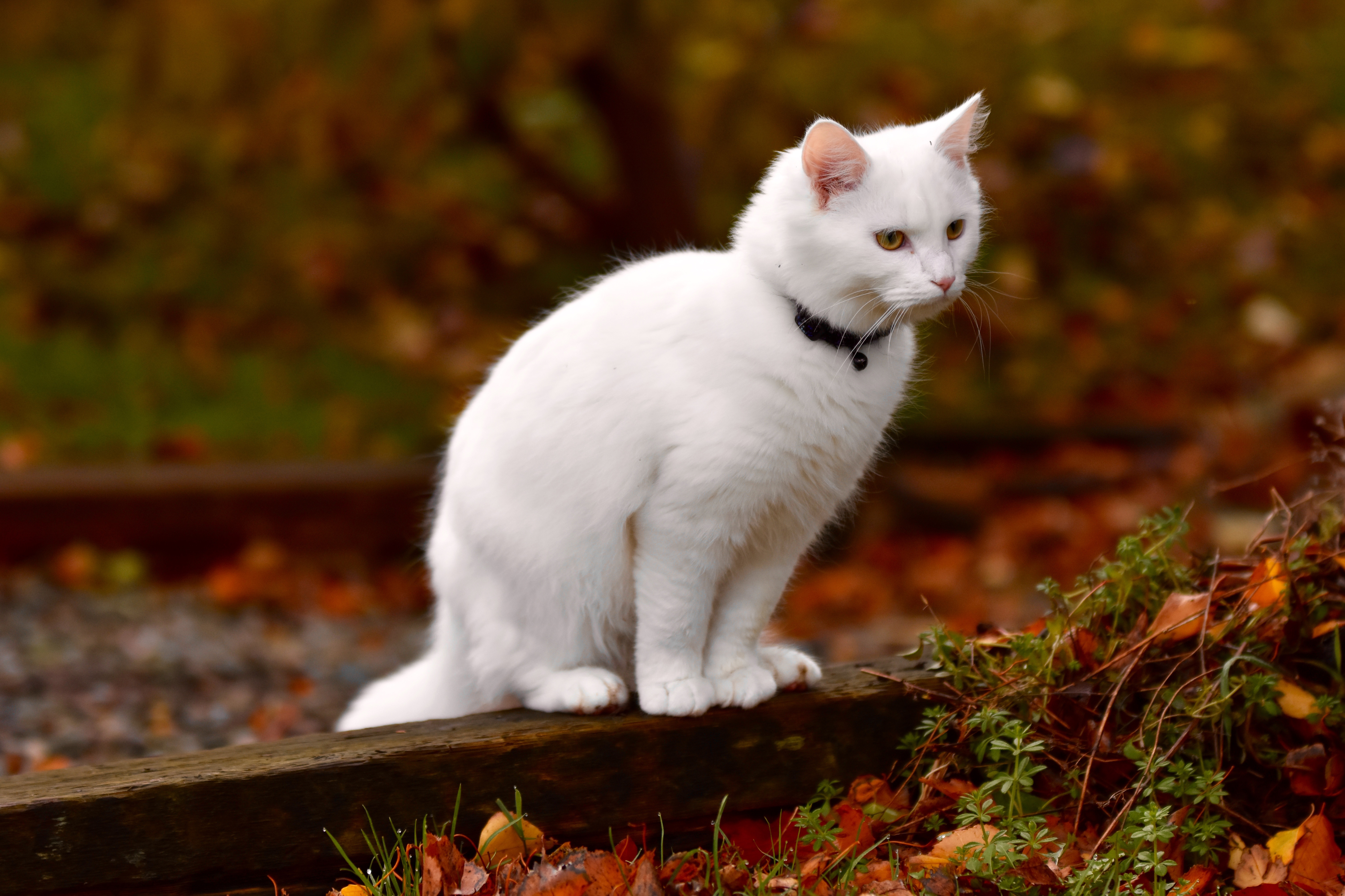 Baixar papel de parede para celular de Animais, Gatos, Gato gratuito.