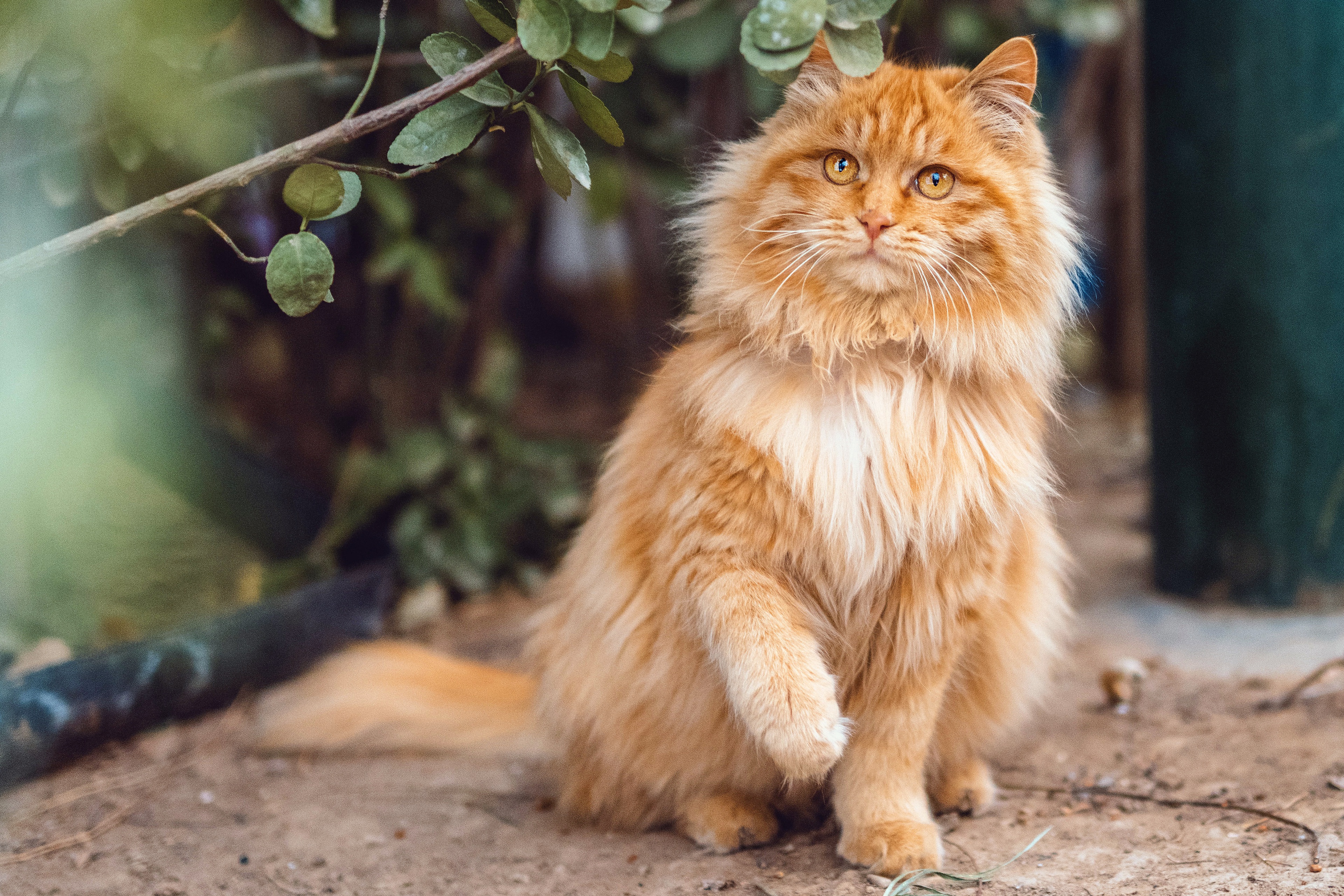 Baixar papel de parede para celular de Animais, Gatos, Gato gratuito.