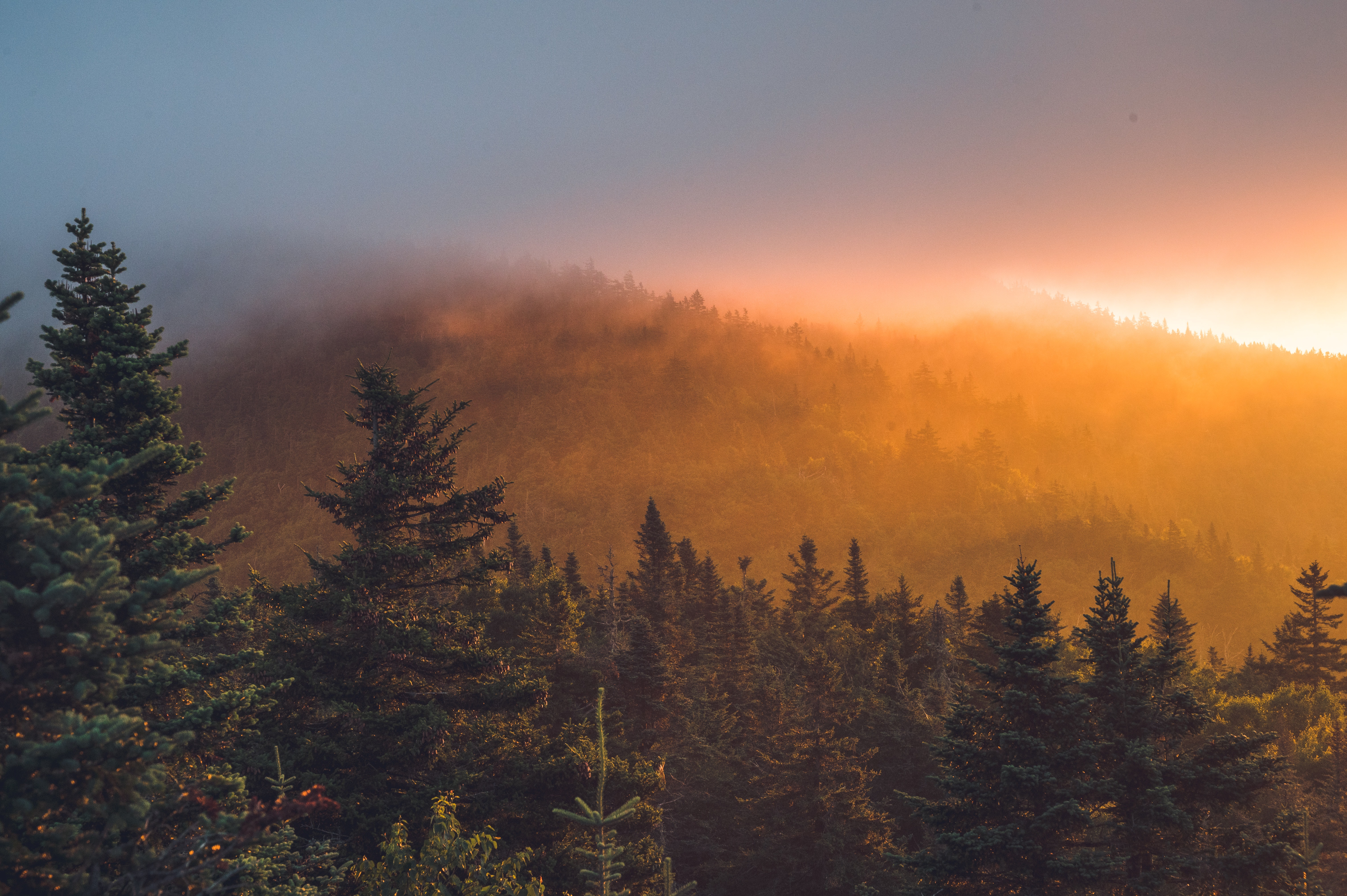Download mobile wallpaper Spruce, Fir, Forest, Trees, Fog, Sunset, Nature for free.