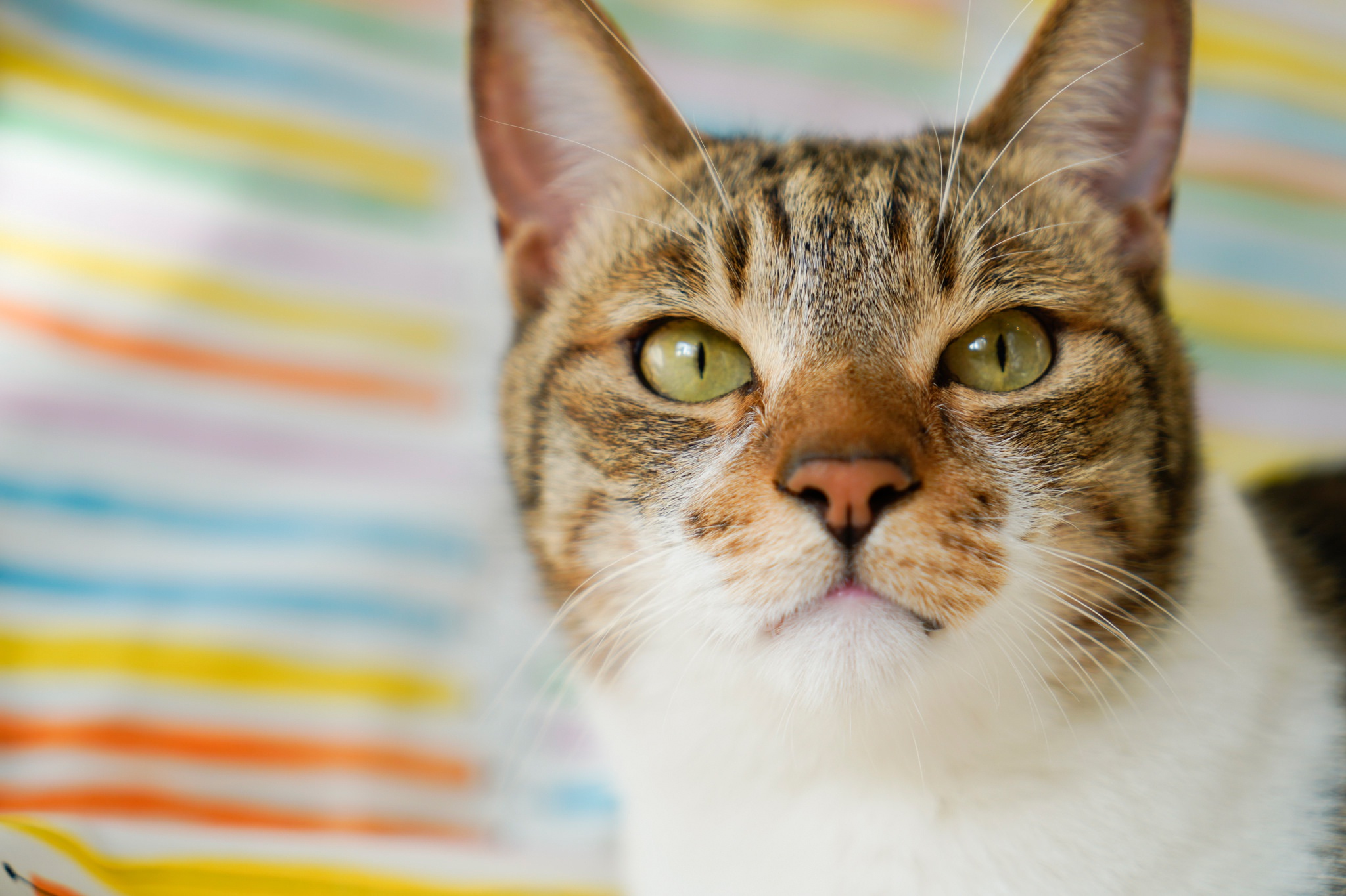 Baixe gratuitamente a imagem Animais, Gatos, Gato, Olhar Fixamente na área de trabalho do seu PC