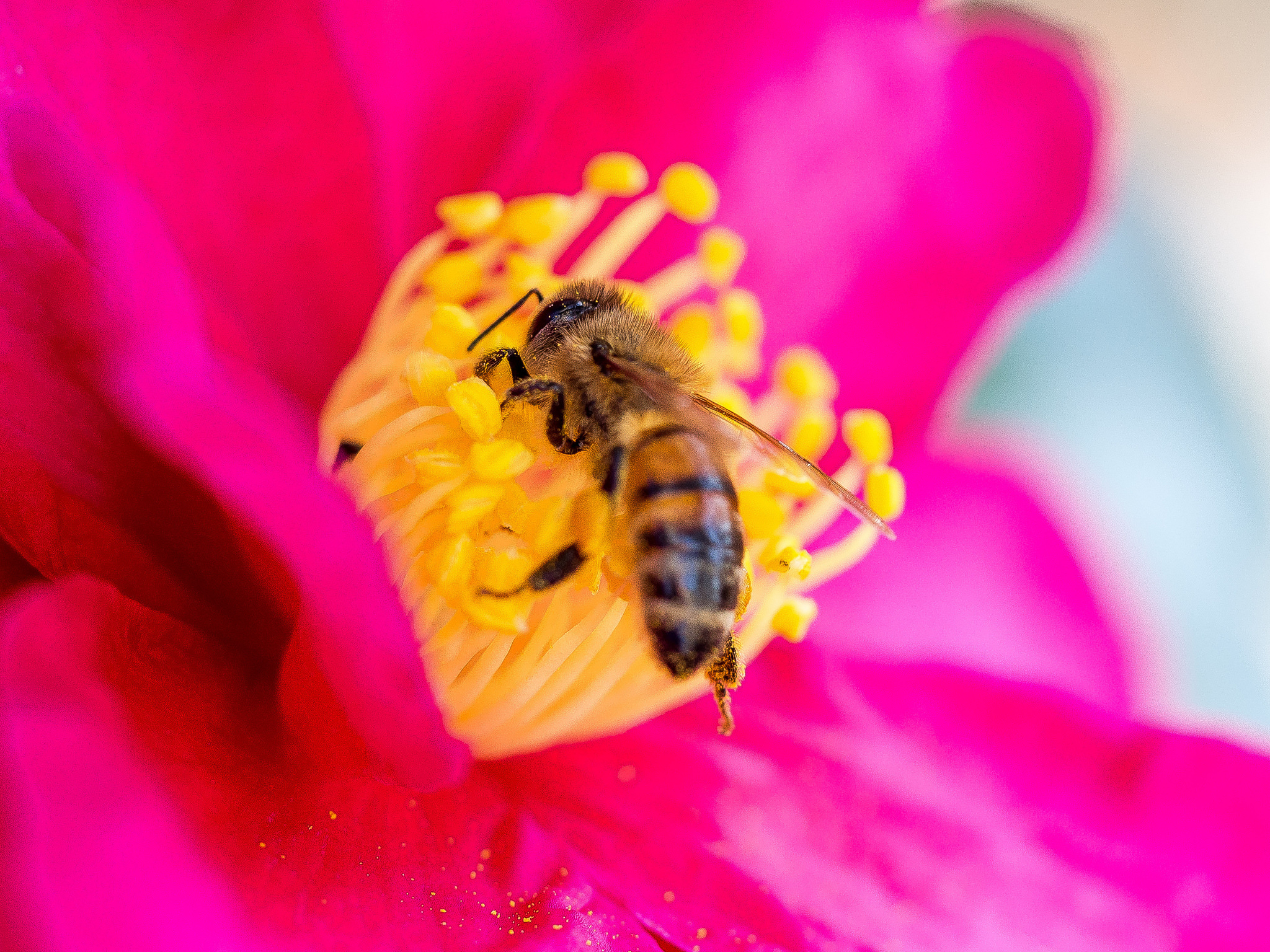 Free download wallpaper Macro, Bee, Pollen, Petals, Flower on your PC desktop