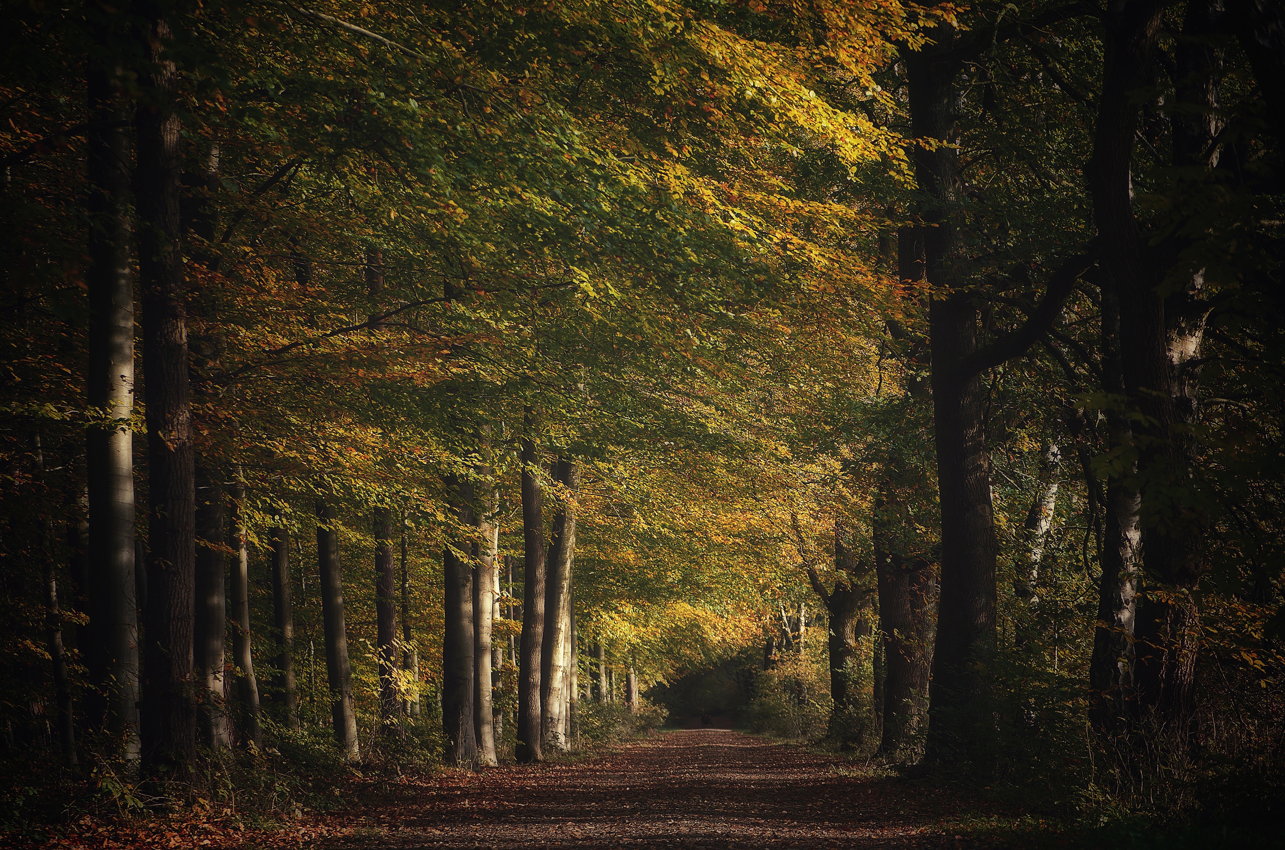 Téléchargez des papiers peints mobile Automne, Forêt, Chemin, Construction Humaine, La Nature gratuitement.