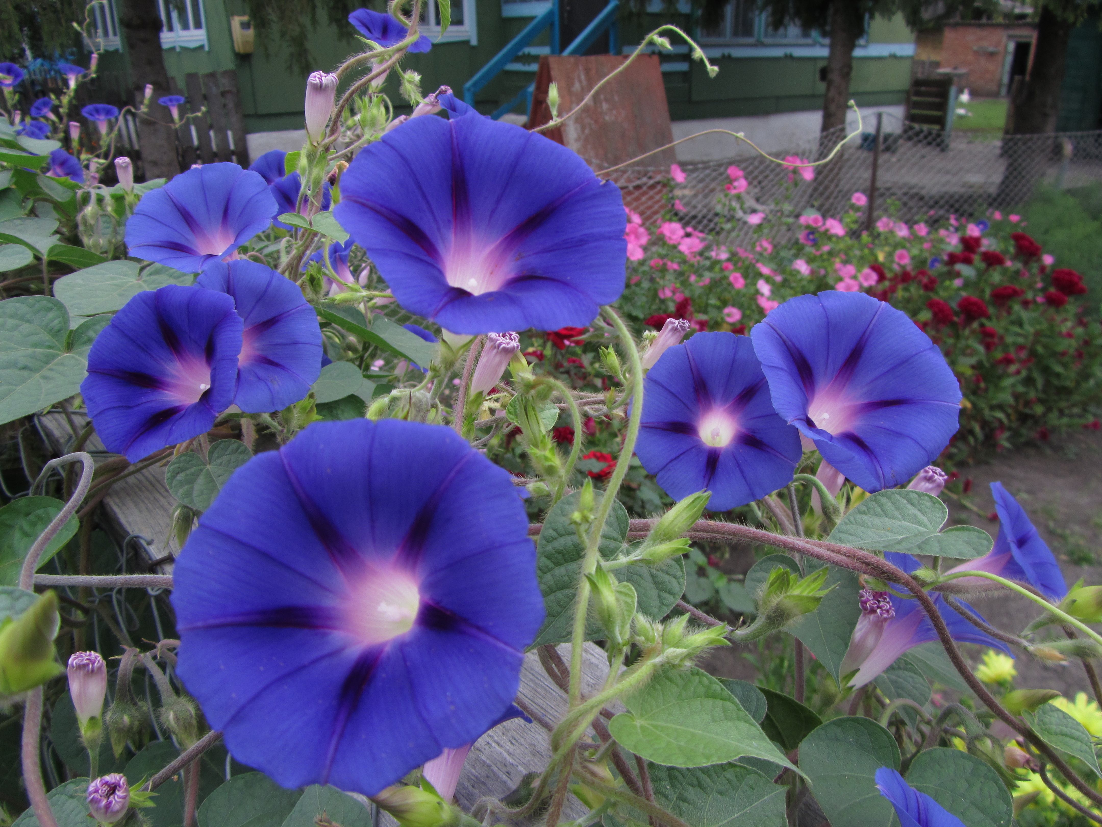 Descarga gratuita de fondo de pantalla para móvil de Flores, Flor, Tierra/naturaleza.