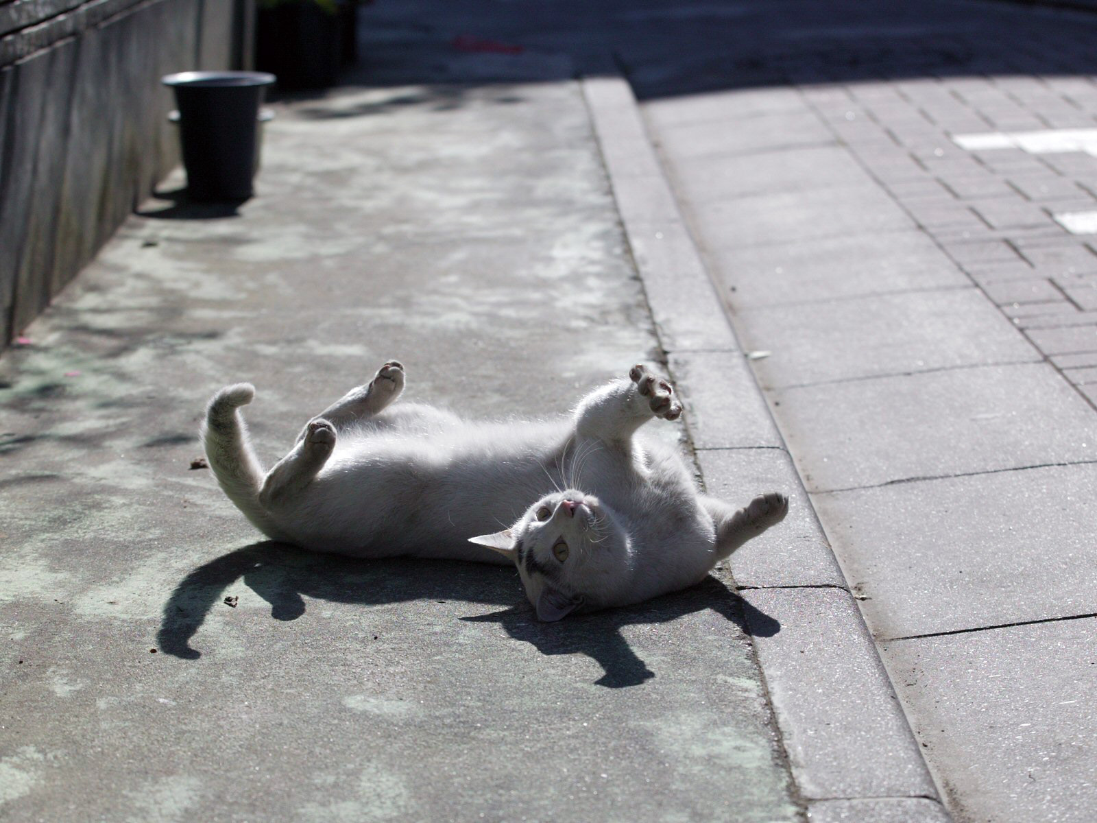 Baixar papel de parede para celular de Gato, Gatos, Animais gratuito.