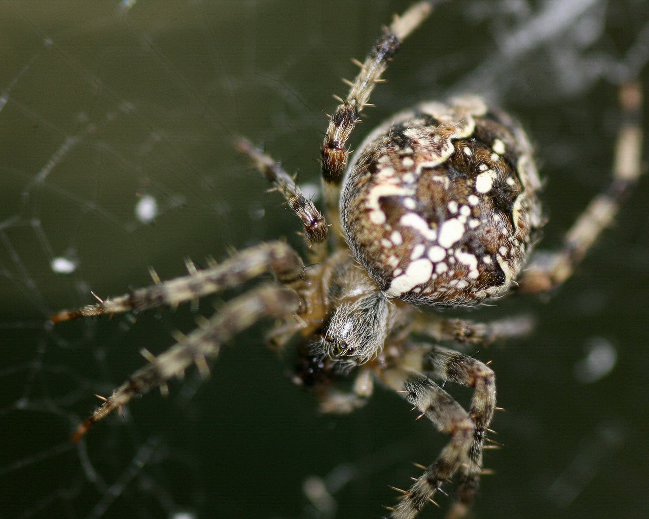 Handy-Wallpaper Tiere, Spinne kostenlos herunterladen.