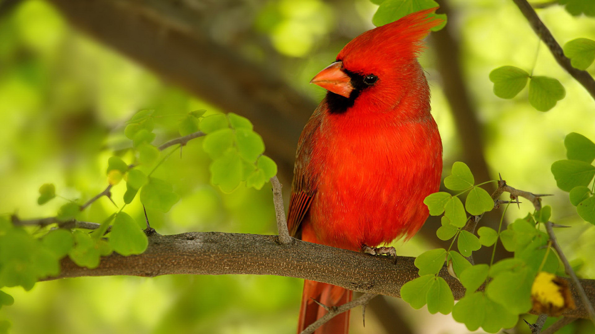 Descarga gratuita de fondo de pantalla para móvil de Cardenal, Aves, Animales.