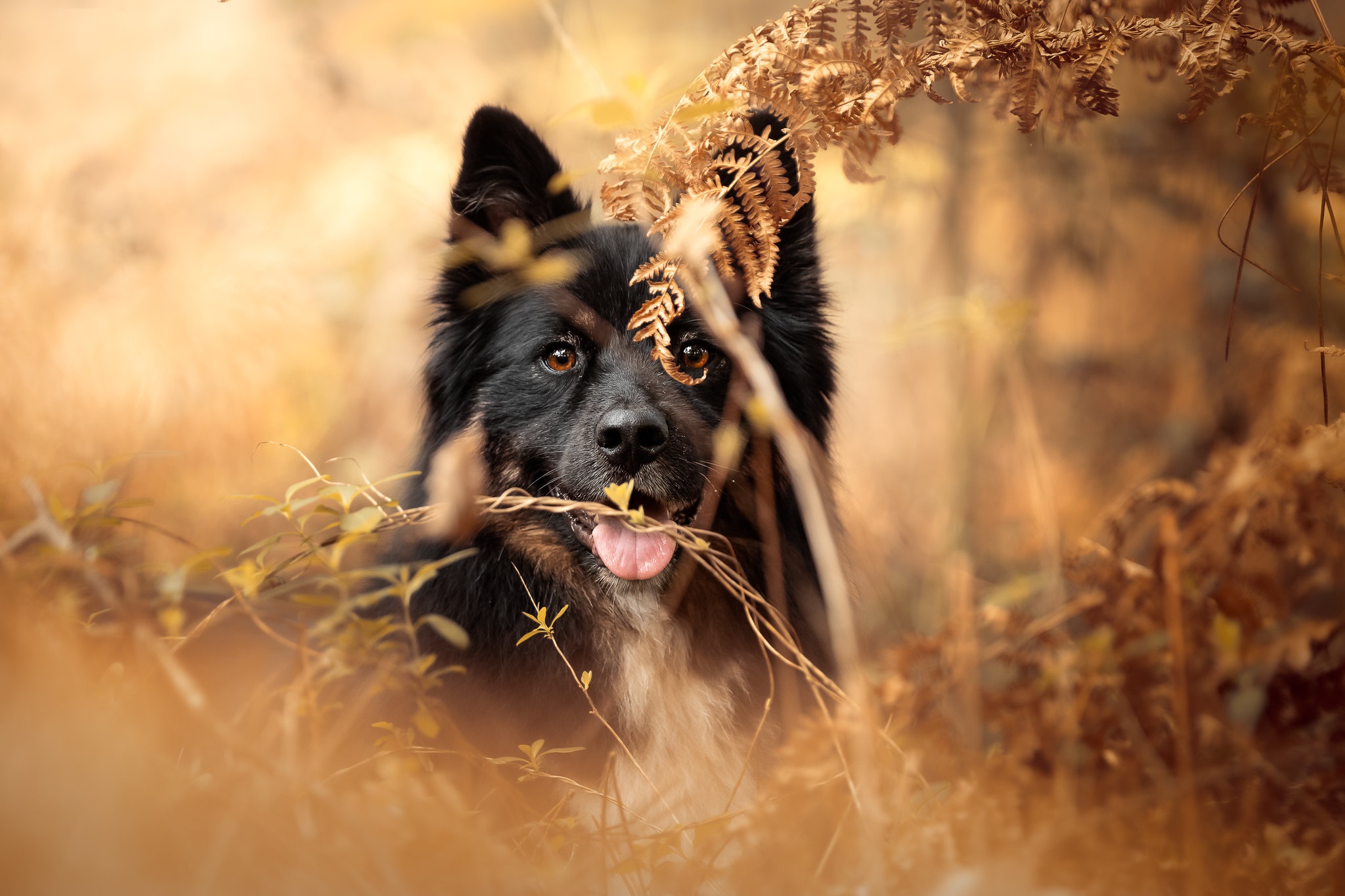 Téléchargez gratuitement l'image Animaux, Chiens, Chien sur le bureau de votre PC