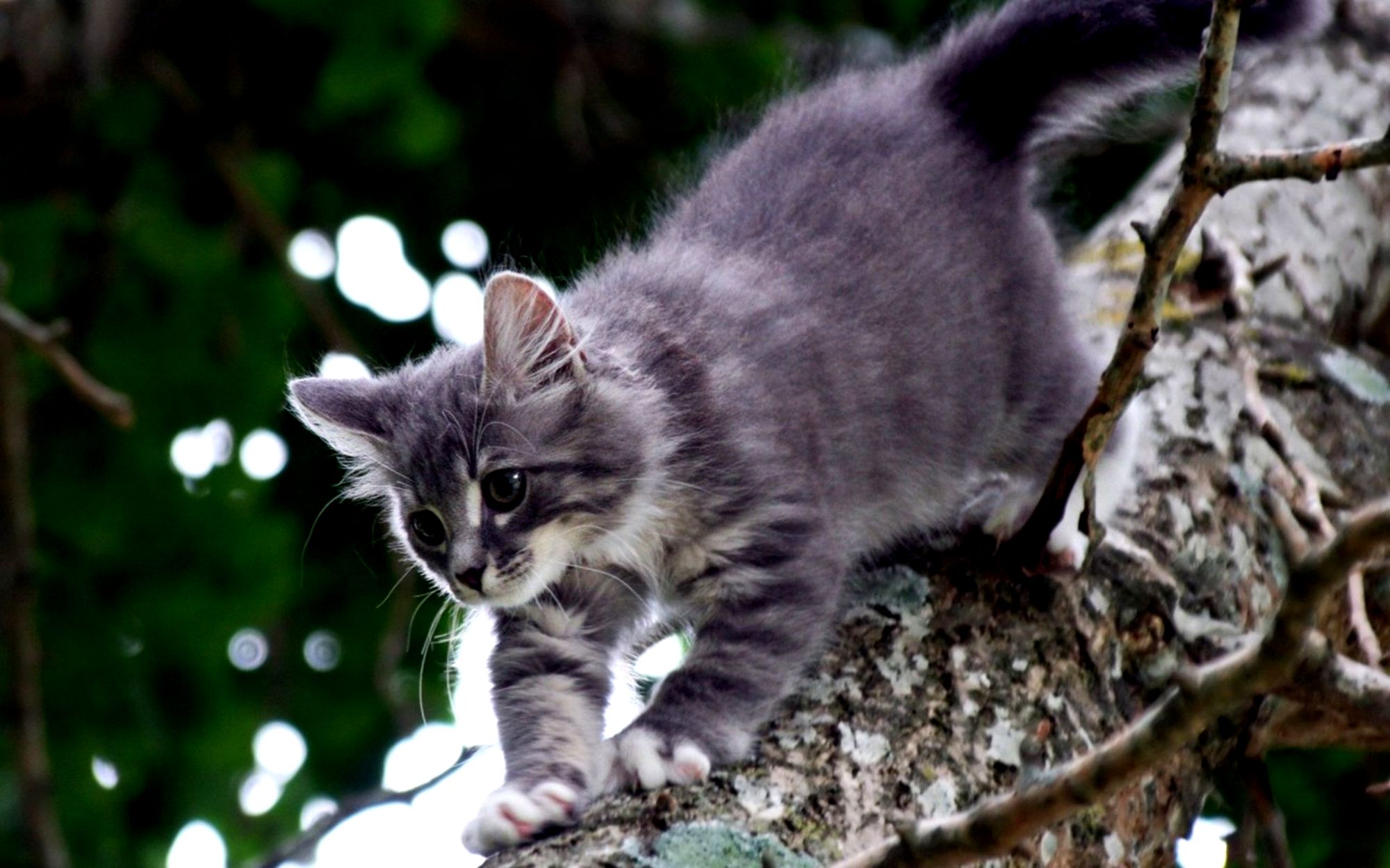 Handy-Wallpaper Tiere, Katzen, Katze kostenlos herunterladen.