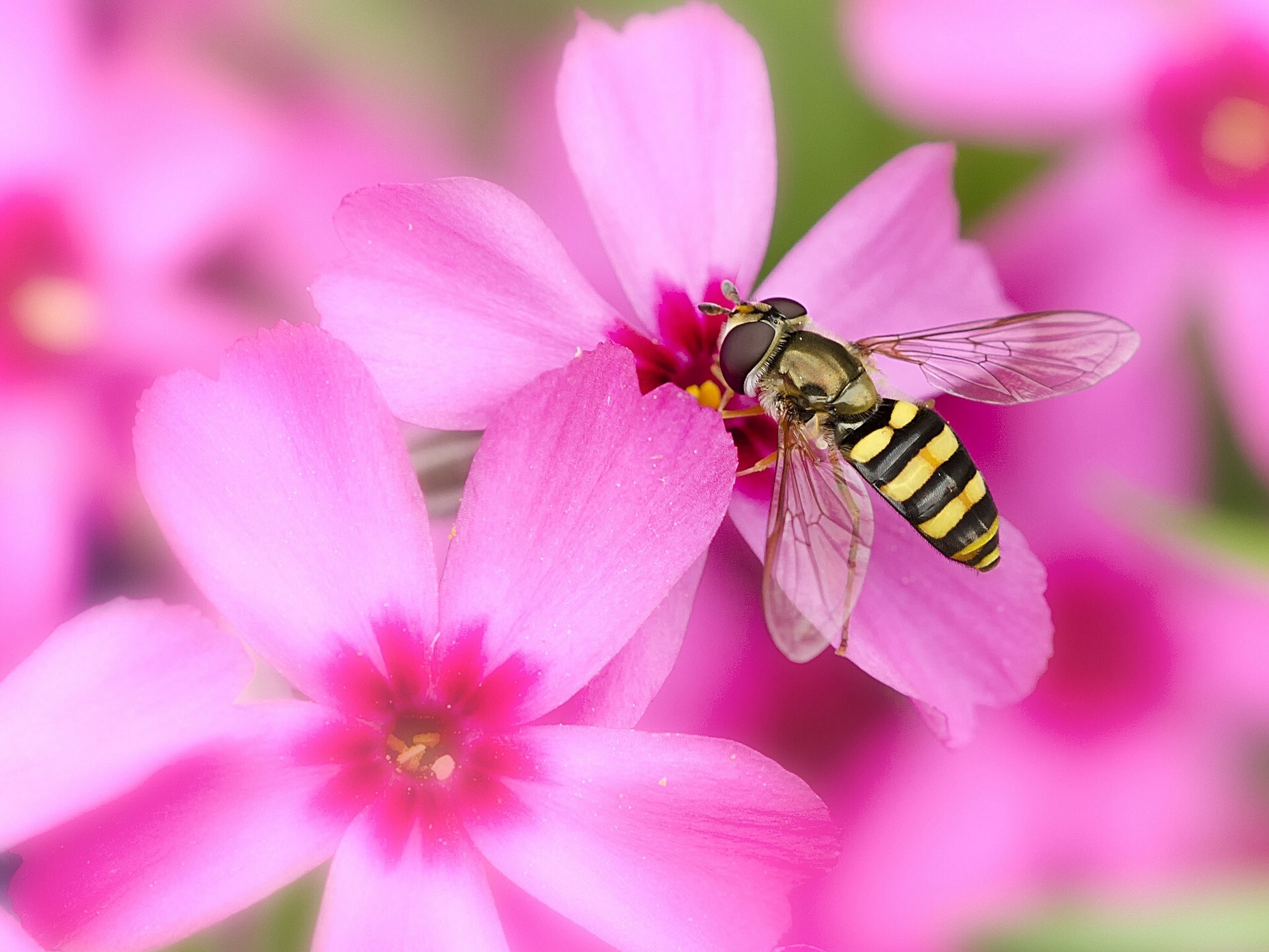 293618 Hintergrundbild herunterladen insekten, tiere, biene - Bildschirmschoner und Bilder kostenlos