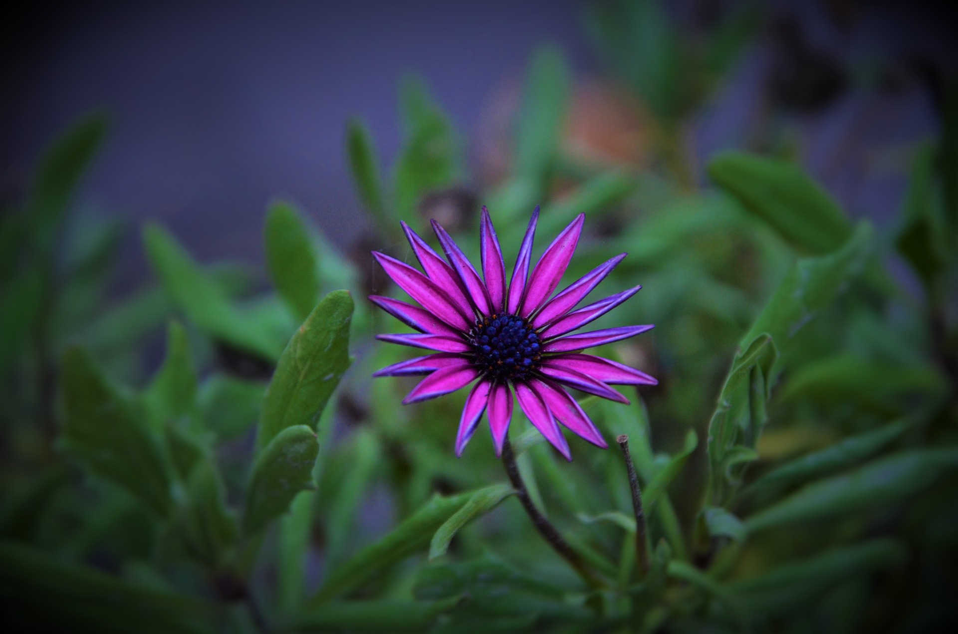 Descarga gratis la imagen Flores, De Cerca, Hoja, Margarita, Flor Purpura, Tierra/naturaleza en el escritorio de tu PC