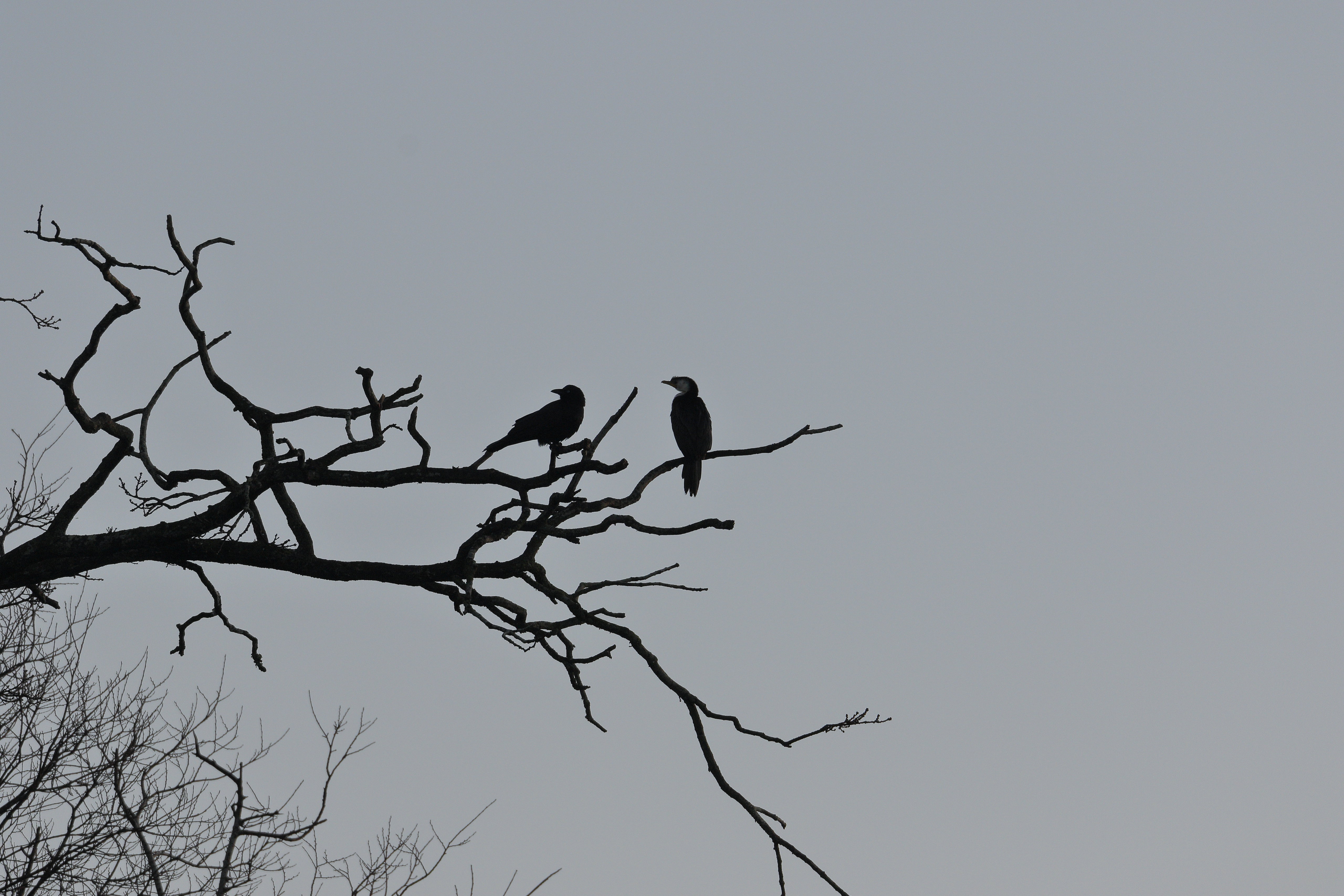 wood, birds, nature, sky, tree, branches, snag