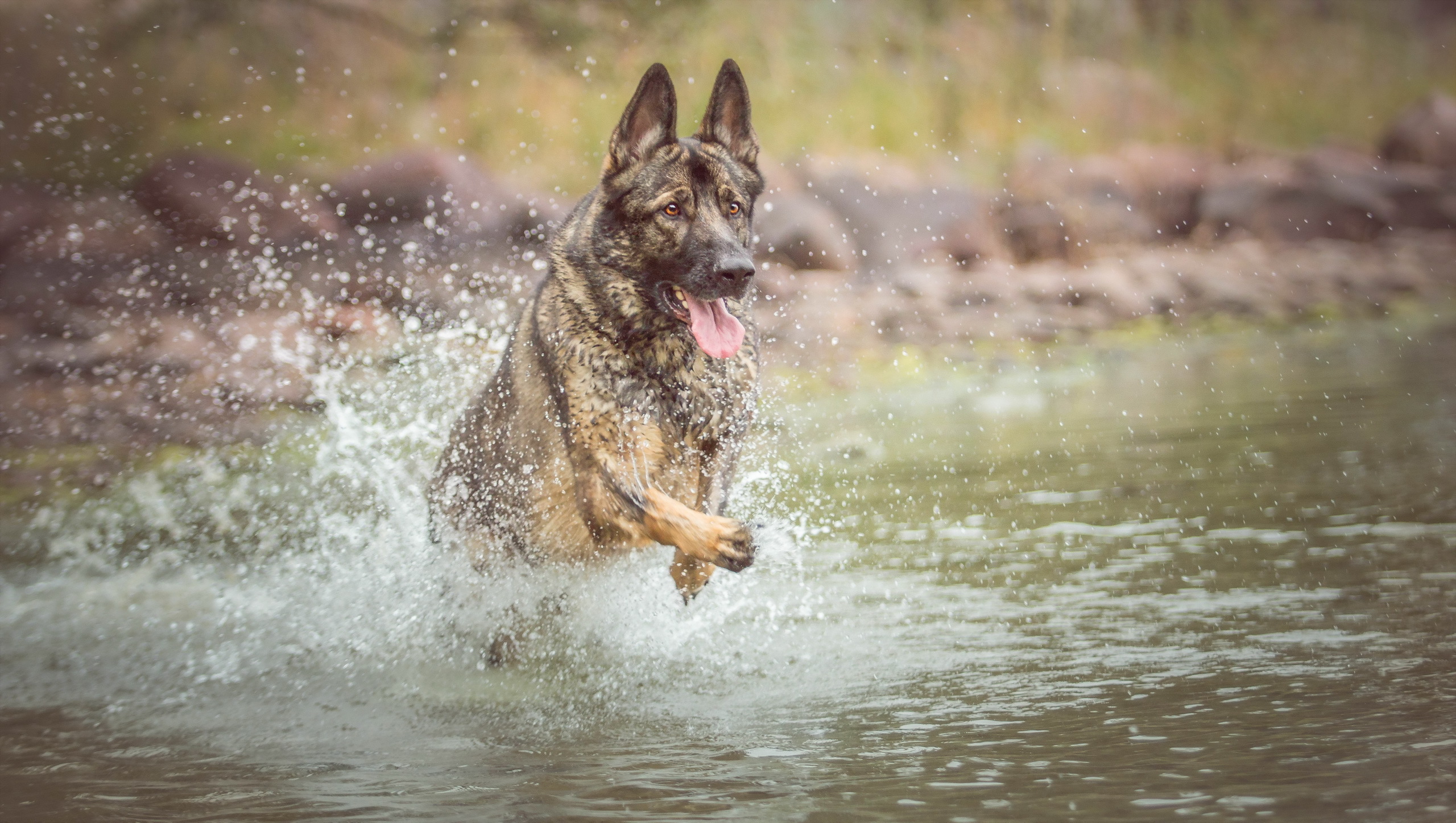 Download mobile wallpaper Dogs, Water, Dog, Splash, Animal, German Shepherd for free.