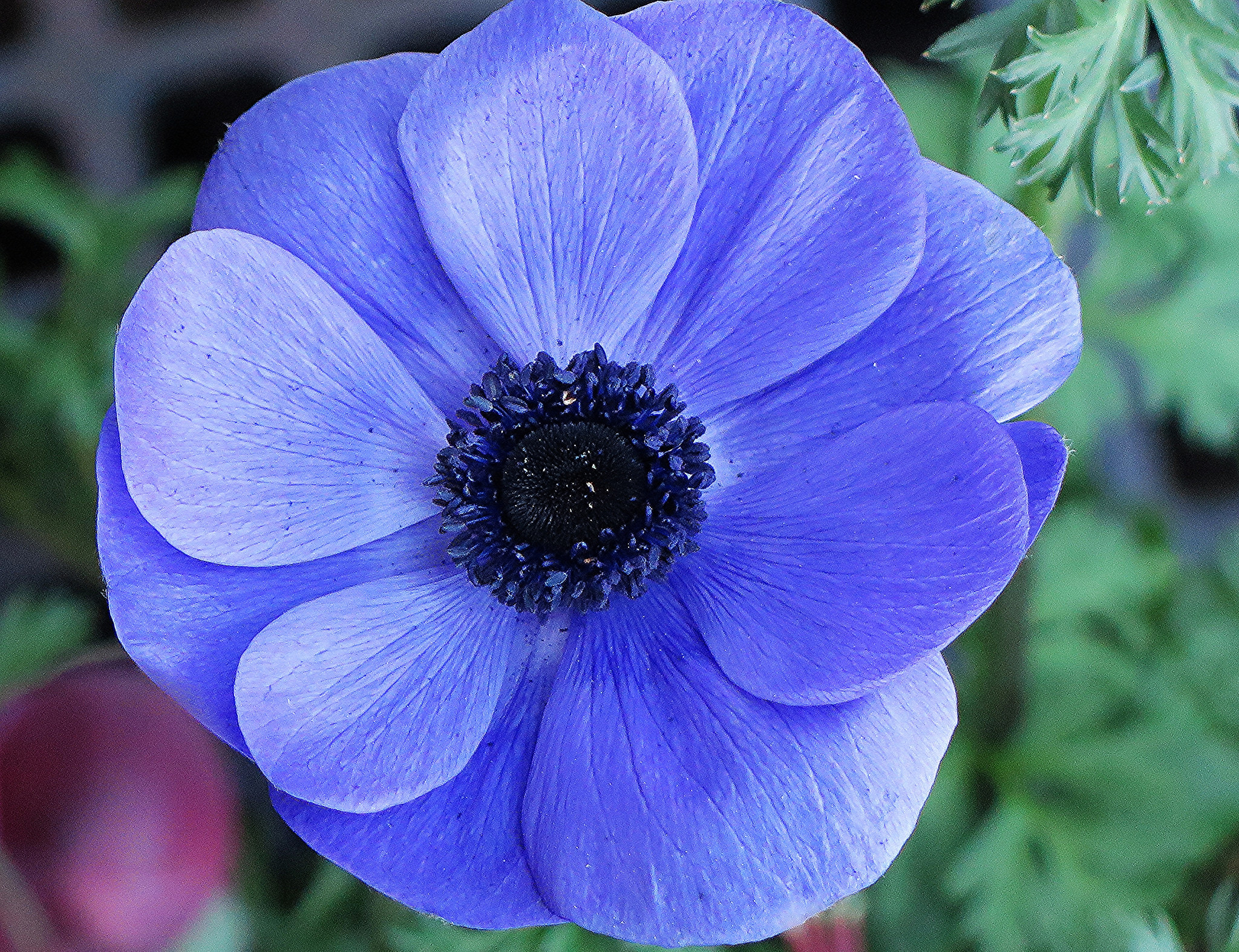 Laden Sie das Blumen, Blume, Nahansicht, Erde/natur, Blaue Blume-Bild kostenlos auf Ihren PC-Desktop herunter