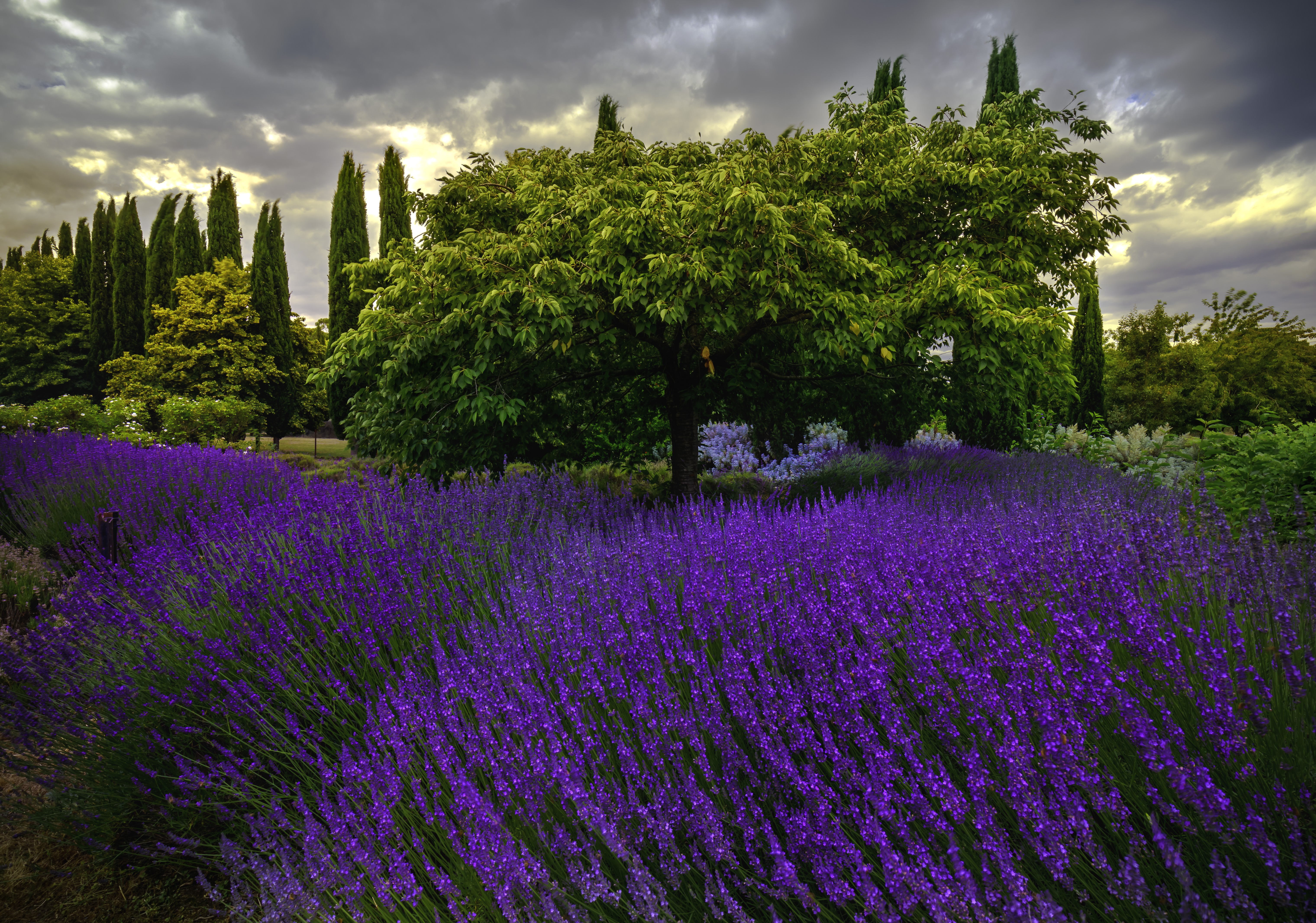 Laden Sie das Blumen, Baum, Wolke, Lavendel, Erde/natur-Bild kostenlos auf Ihren PC-Desktop herunter