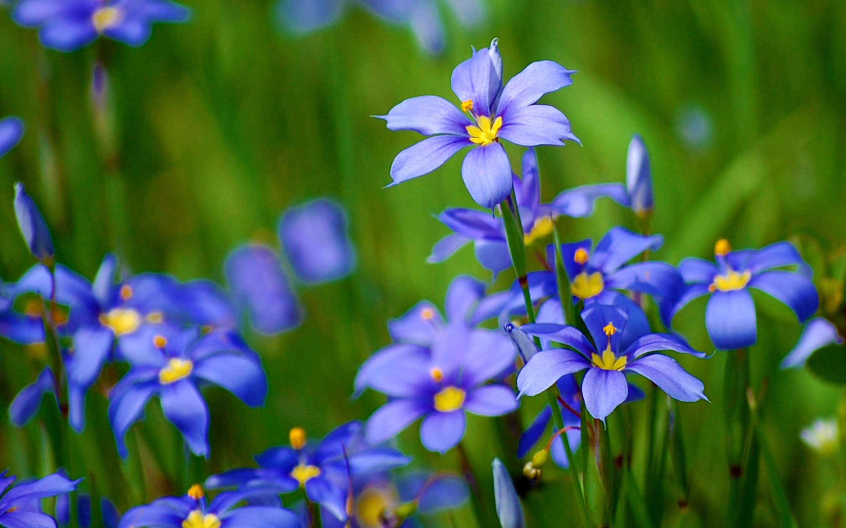 Free download wallpaper Flowers, Flower, Earth on your PC desktop