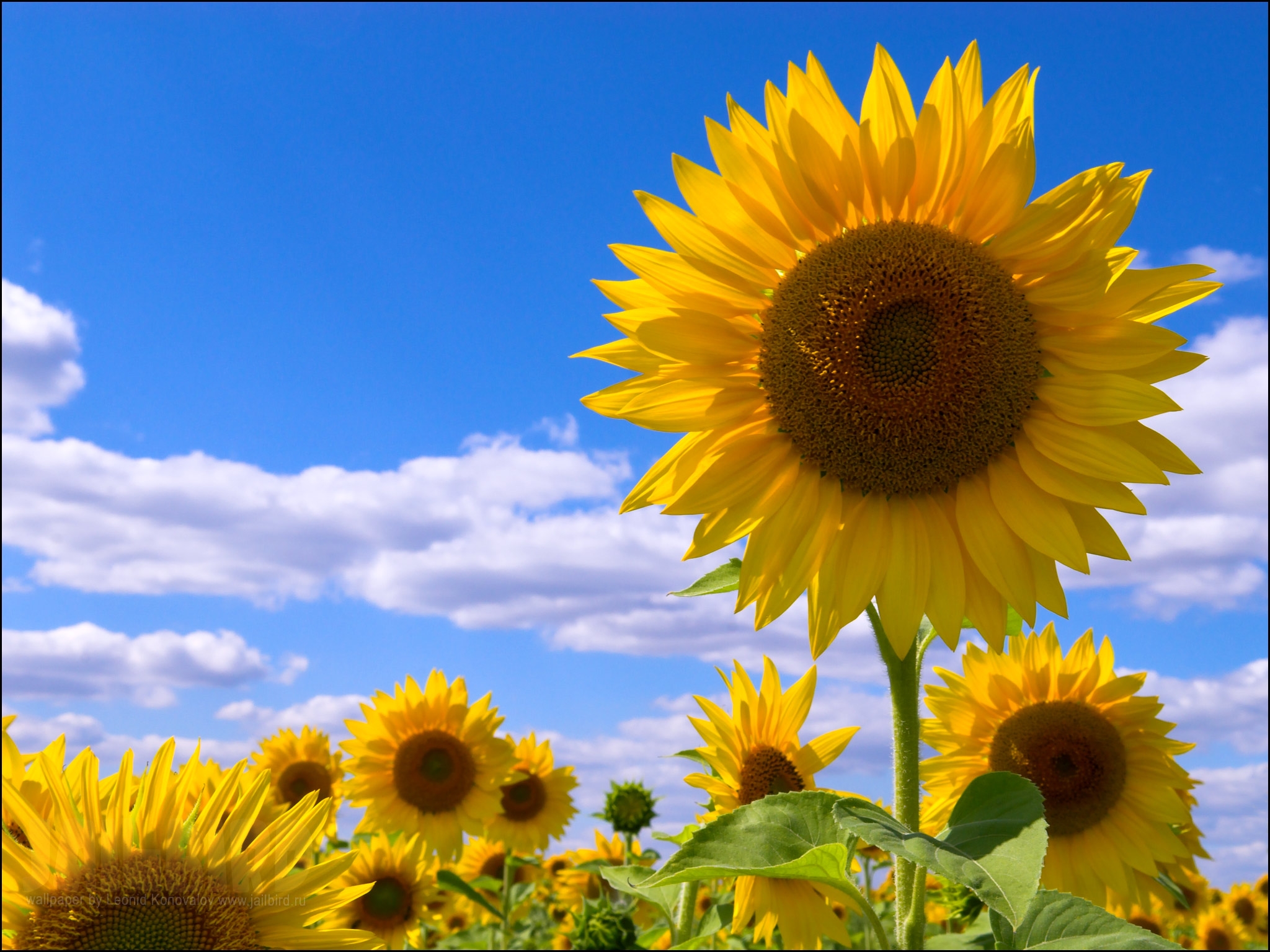 119040 завантажити картинку соняшники, квіти, небо, хмари, літо, поле - шпалери і заставки безкоштовно