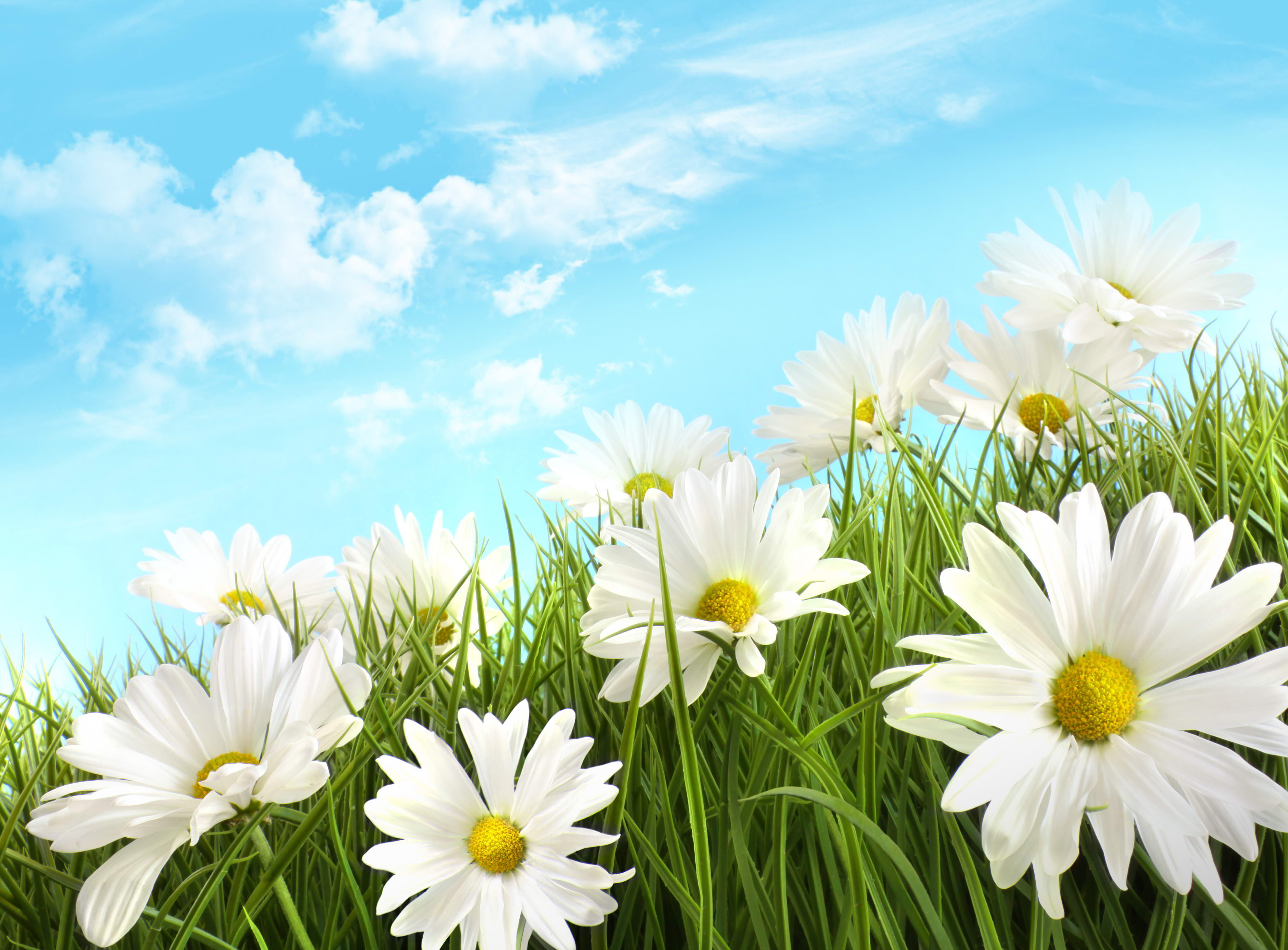 Free download wallpaper Flowers, Grass, Flower, Earth, Daisy, White Flower on your PC desktop
