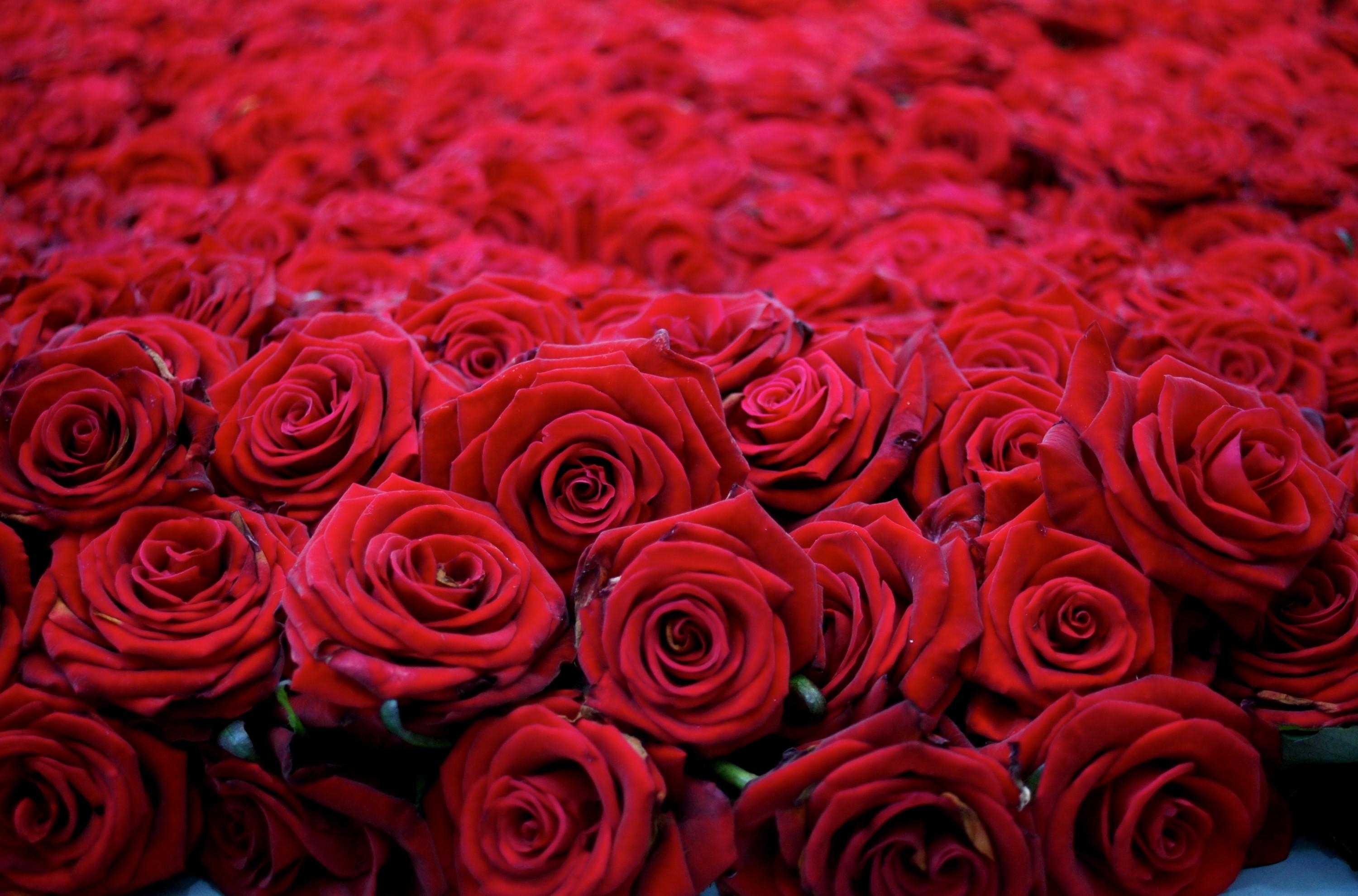 145622 baixar papel de parede flores, rosas, vermelho, buds, botões, muitos, muito, lindamente, é lindo - protetores de tela e imagens gratuitamente