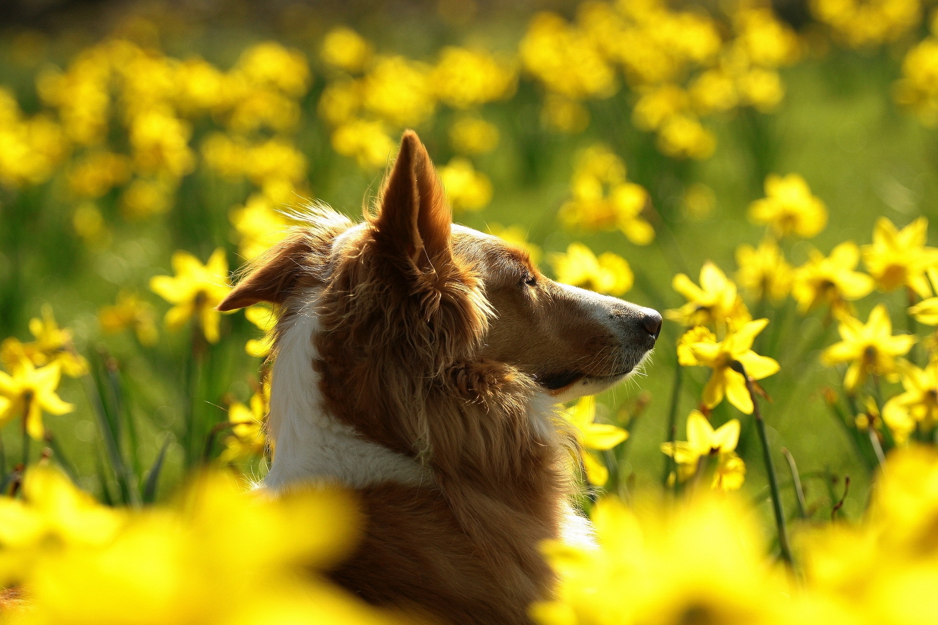 Download mobile wallpaper Profile, Animals, Muzzle, Flowers, Dog for free.