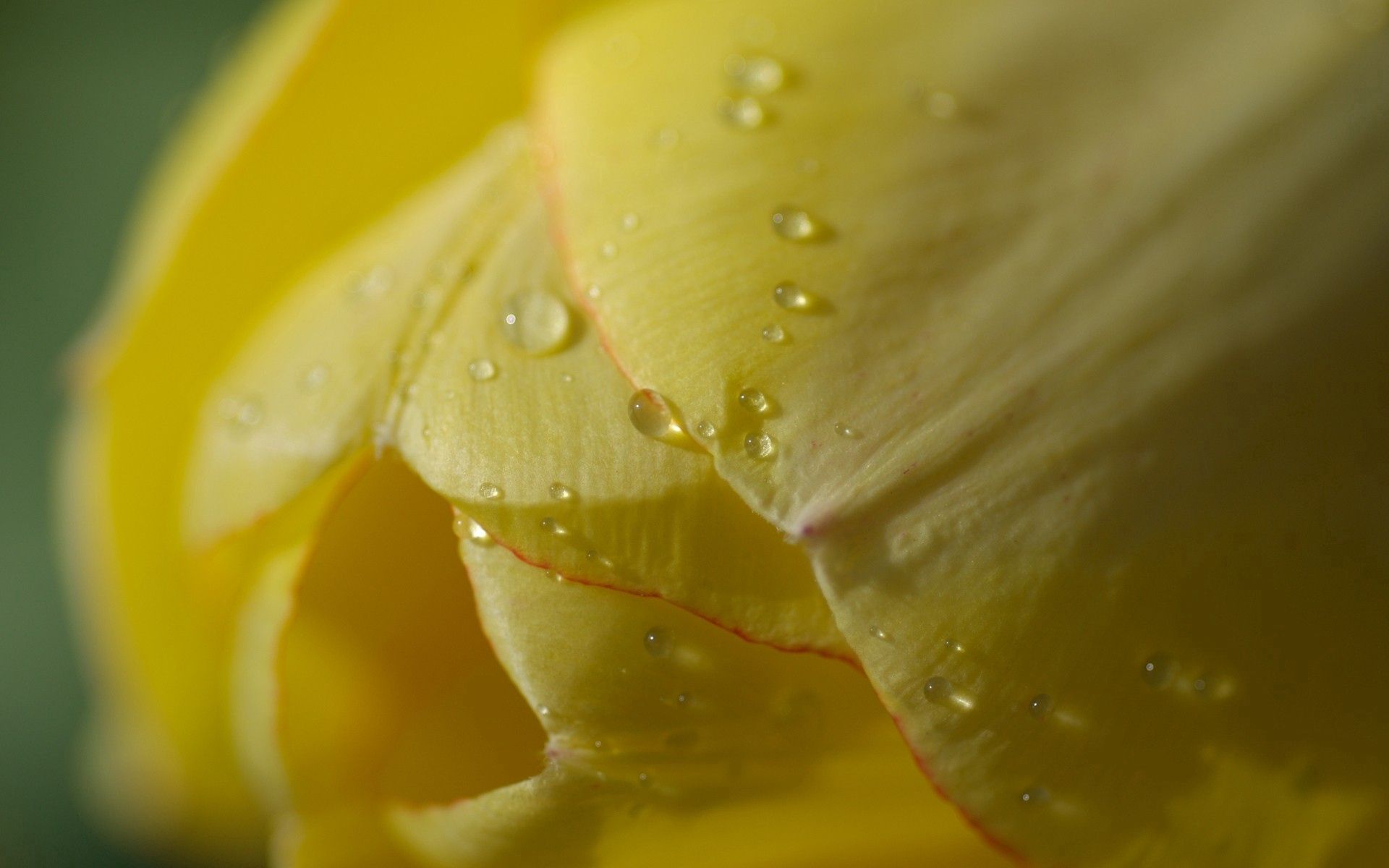 Téléchargez gratuitement l'image Tulipe, Planter, Macro, Fleur, Lumière, Plante, Drops, Couleur Claire sur le bureau de votre PC