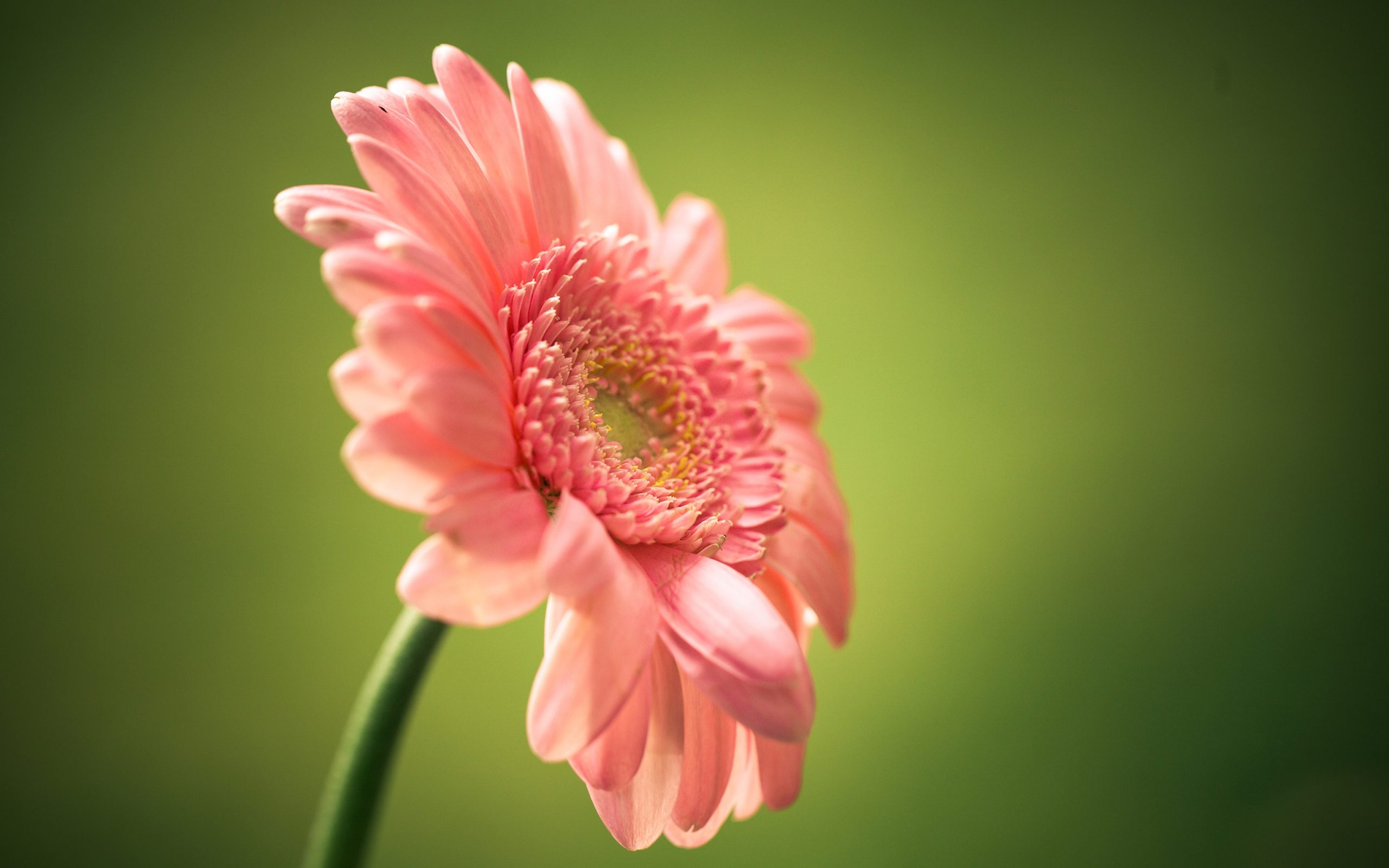 Laden Sie das Natur, Blumen, Gerbera, Blume, Makro, Gänseblümchen, Erde/natur-Bild kostenlos auf Ihren PC-Desktop herunter