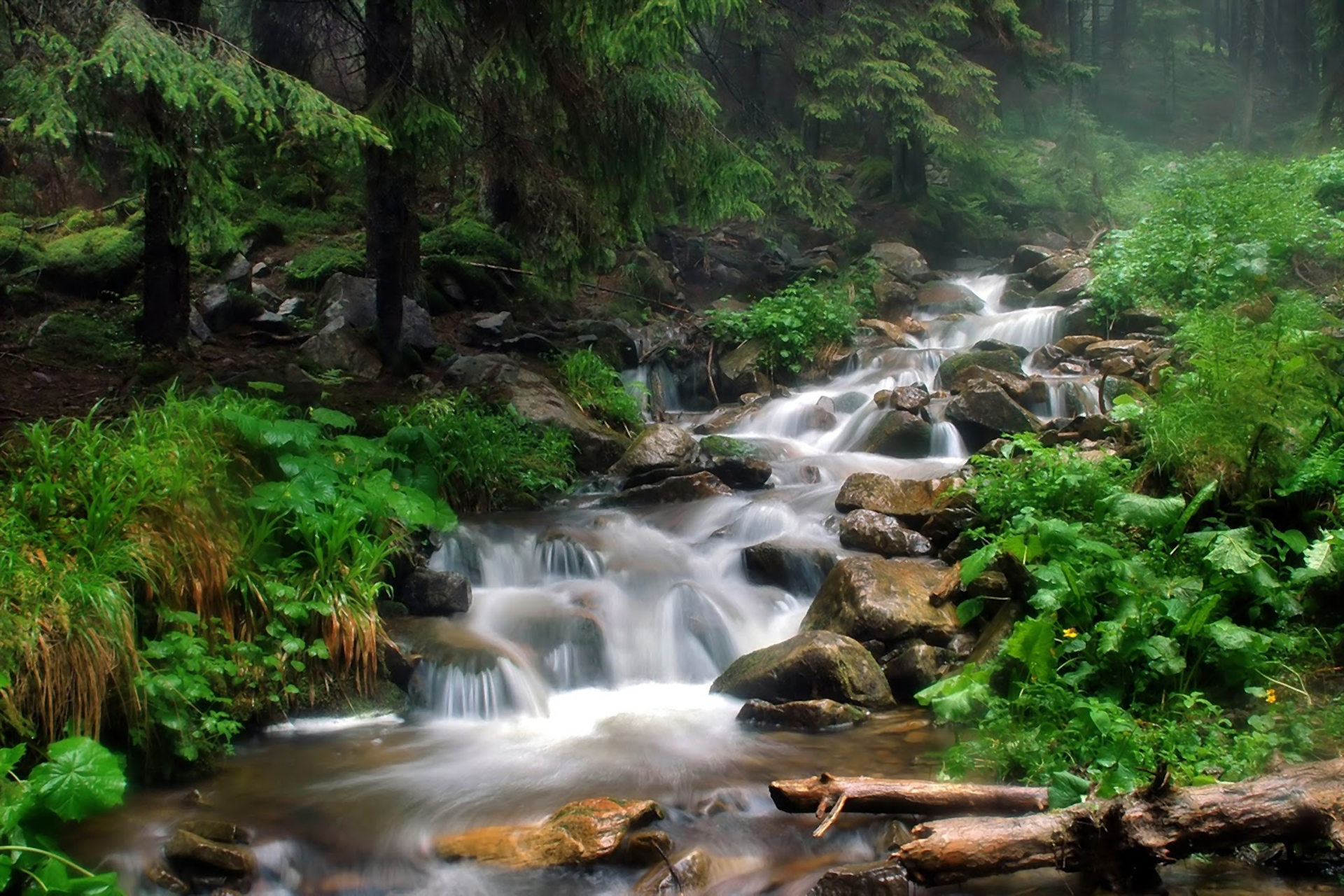 Free download wallpaper Forest, Tree, Earth, Stream on your PC desktop