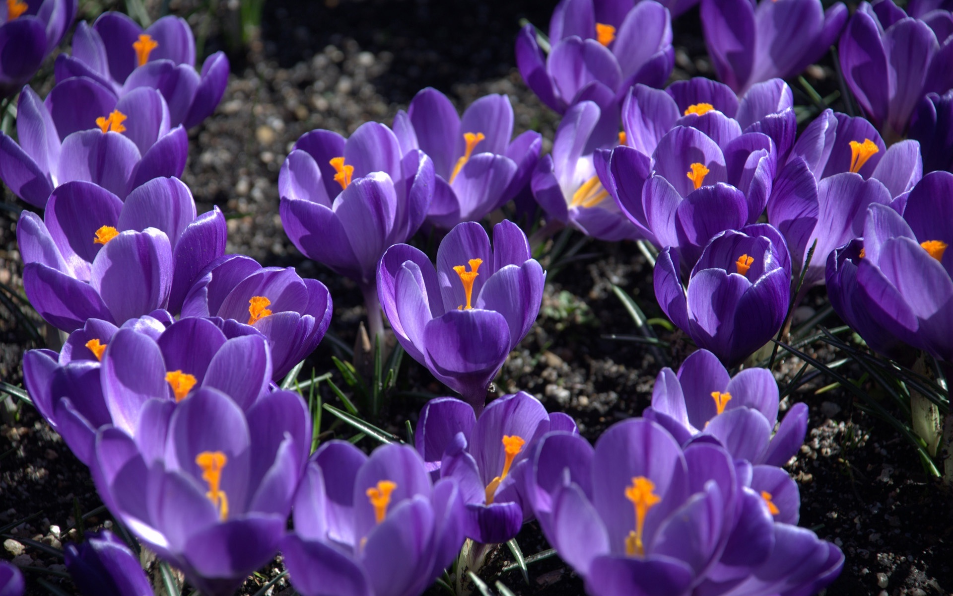 202679 завантажити шпалери фіолетова квітка, крокус, земля, квітка, флауерзи - заставки і картинки безкоштовно