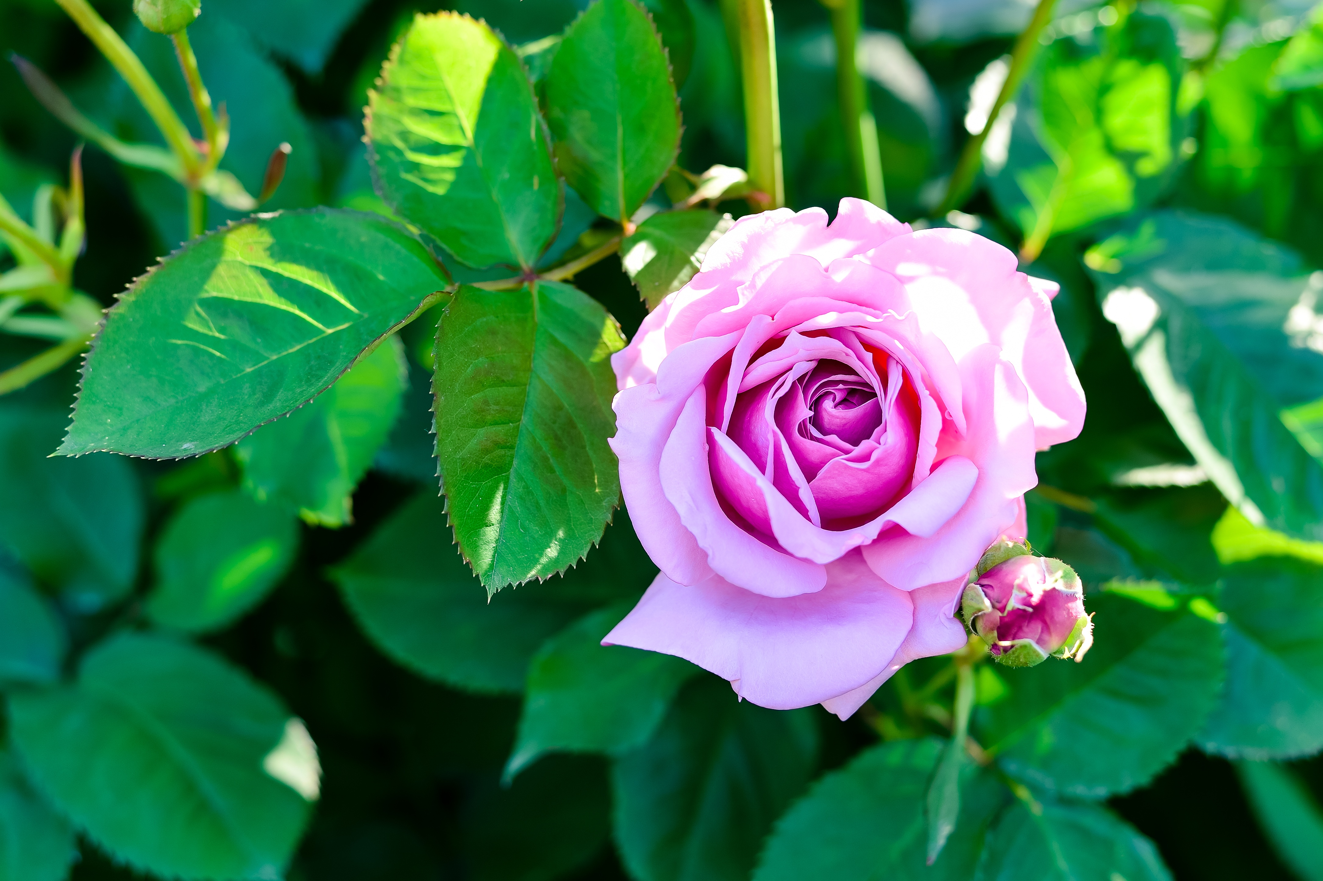 125654 télécharger l'image fleurs, rose, fleur, une rose, bourgeon, buisson - fonds d'écran et économiseurs d'écran gratuits