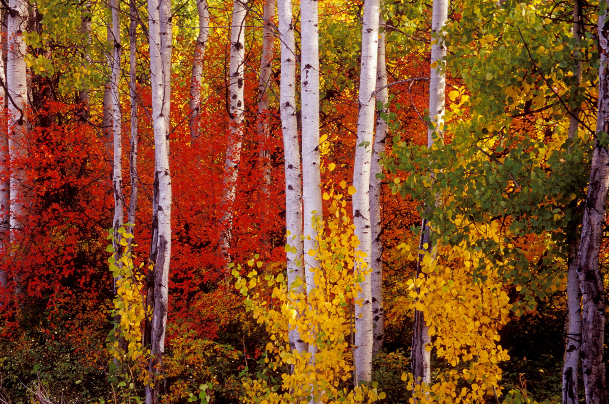 Download mobile wallpaper Forest, Fall, Earth, Colors, Birch for free.
