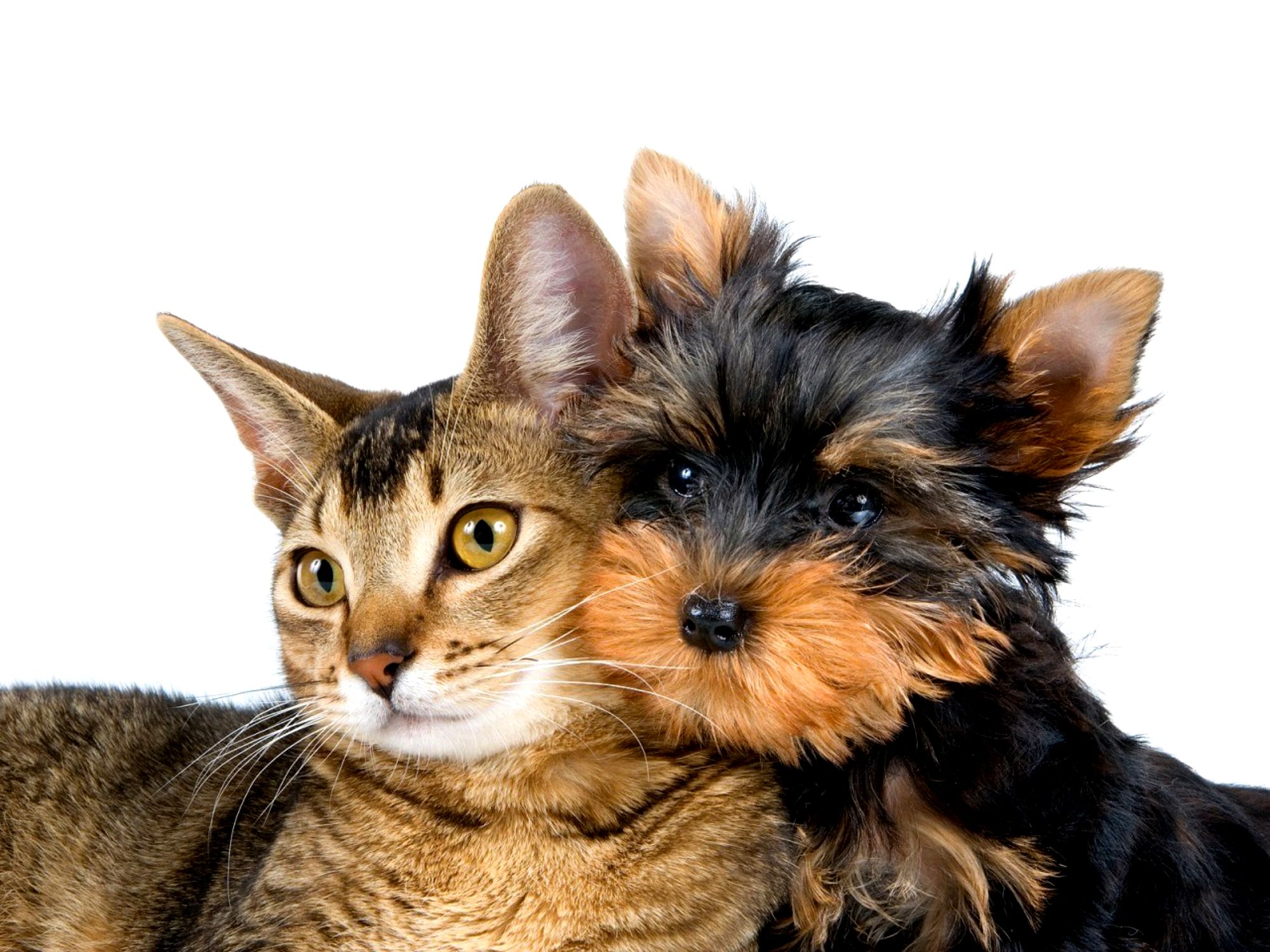 Descarga gratuita de fondo de pantalla para móvil de Animales, Perro Y Gato.