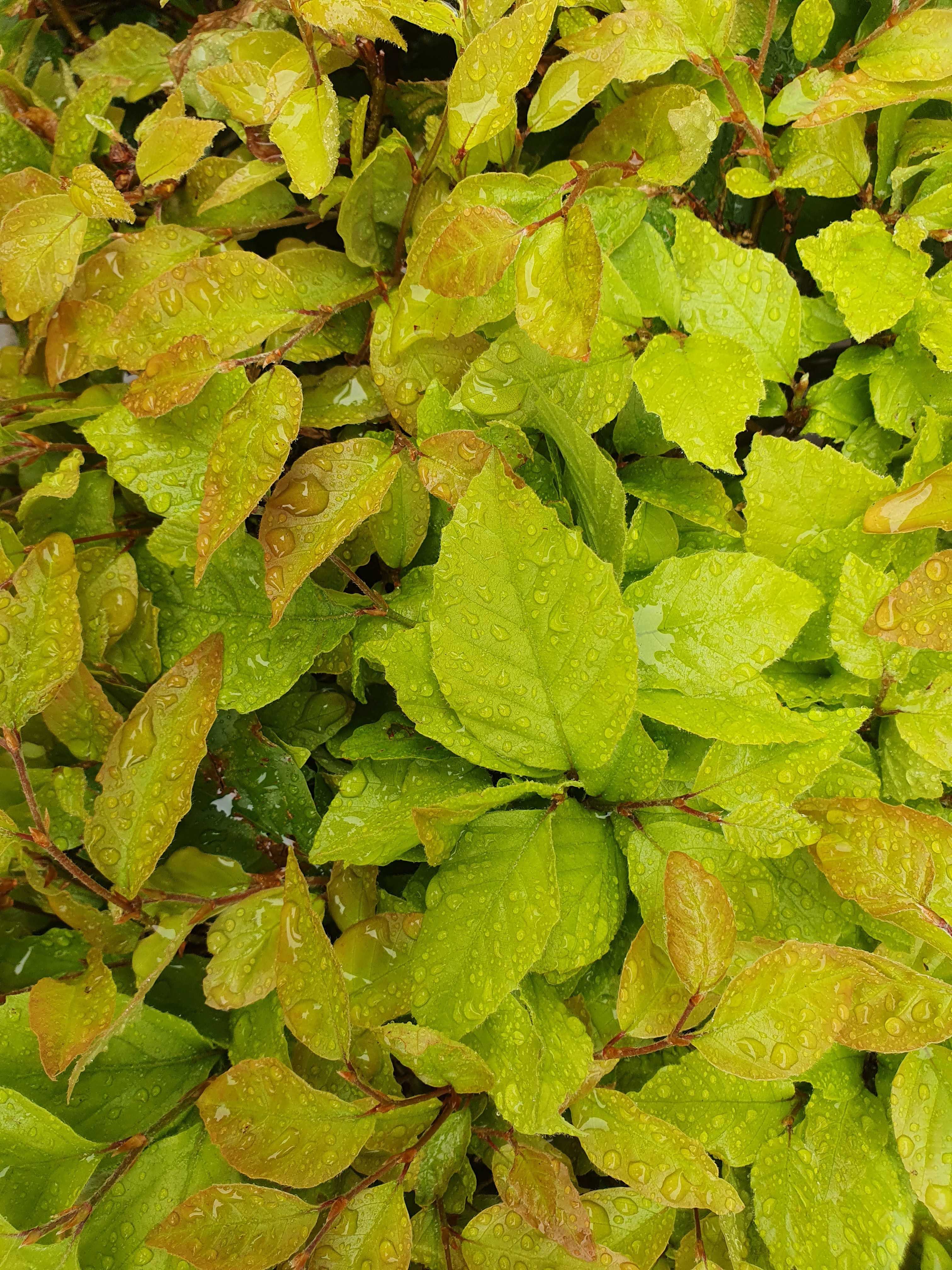 drops, wet, leaves, nature, bush HD wallpaper