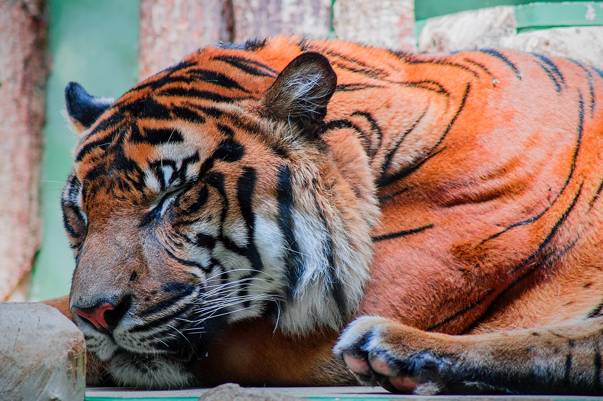 Baixar papel de parede para celular de Animais, Gatos, Tigre gratuito.