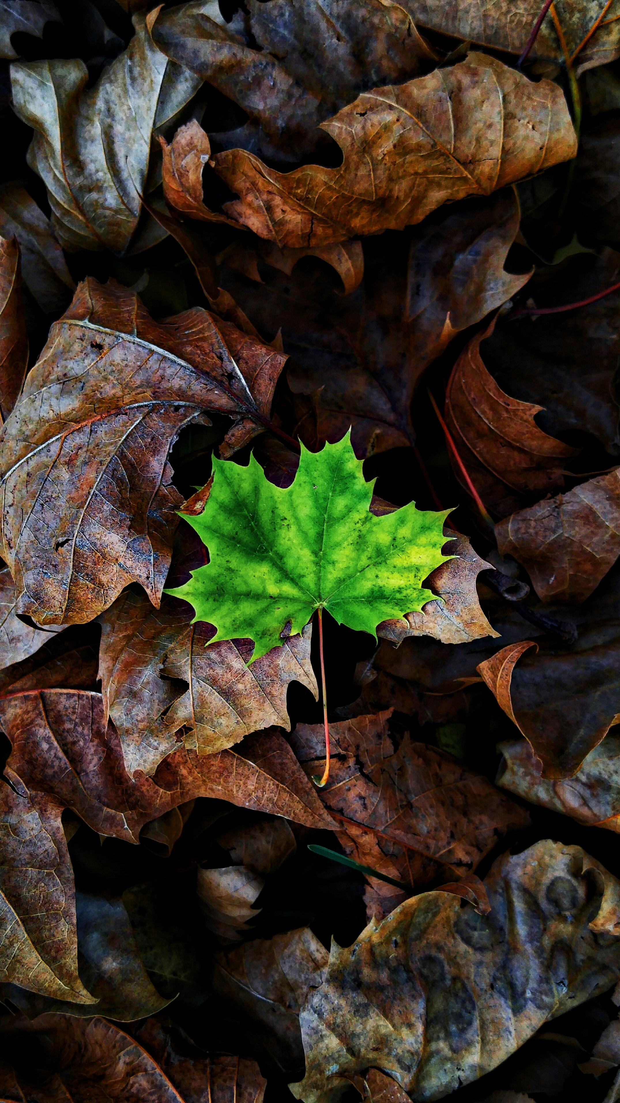 nature, autumn, sheet, leaf, maple, fallen