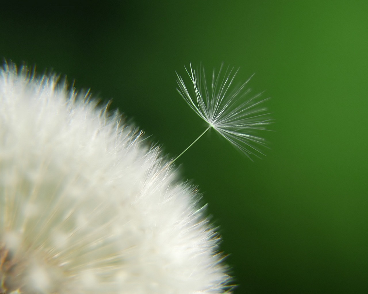 Download mobile wallpaper Earth, Dandelion for free.