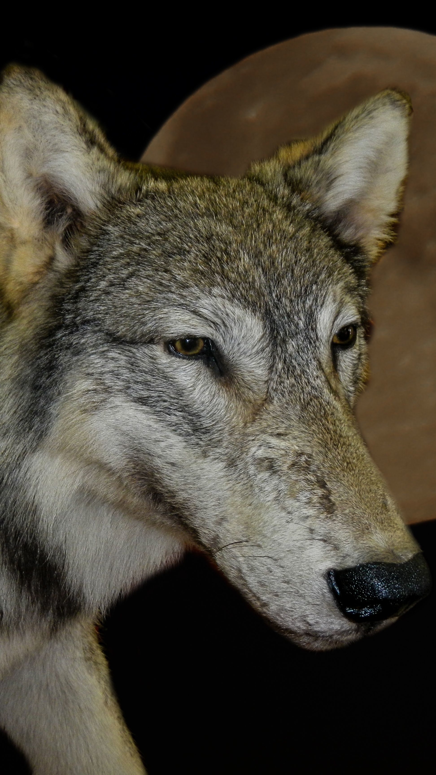 Téléchargez des papiers peints mobile Animaux, Lune, Loup, Wolves gratuitement.