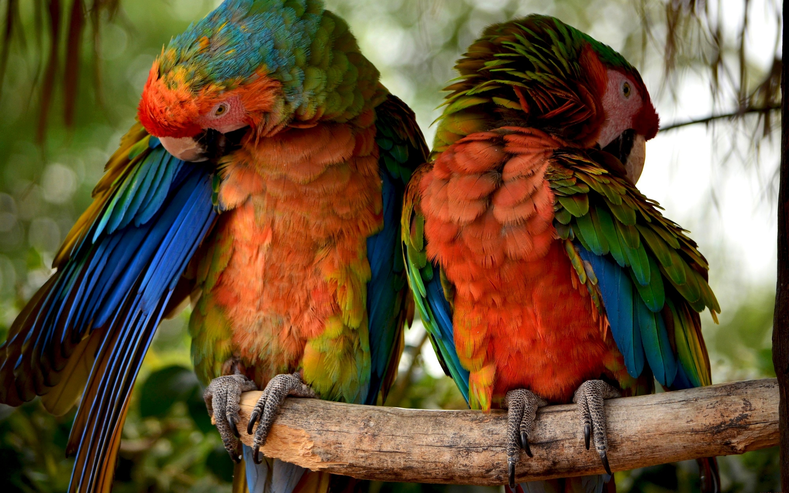 44263 Bild herunterladen vögel, tiere, papageien - Hintergrundbilder und Bildschirmschoner kostenlos