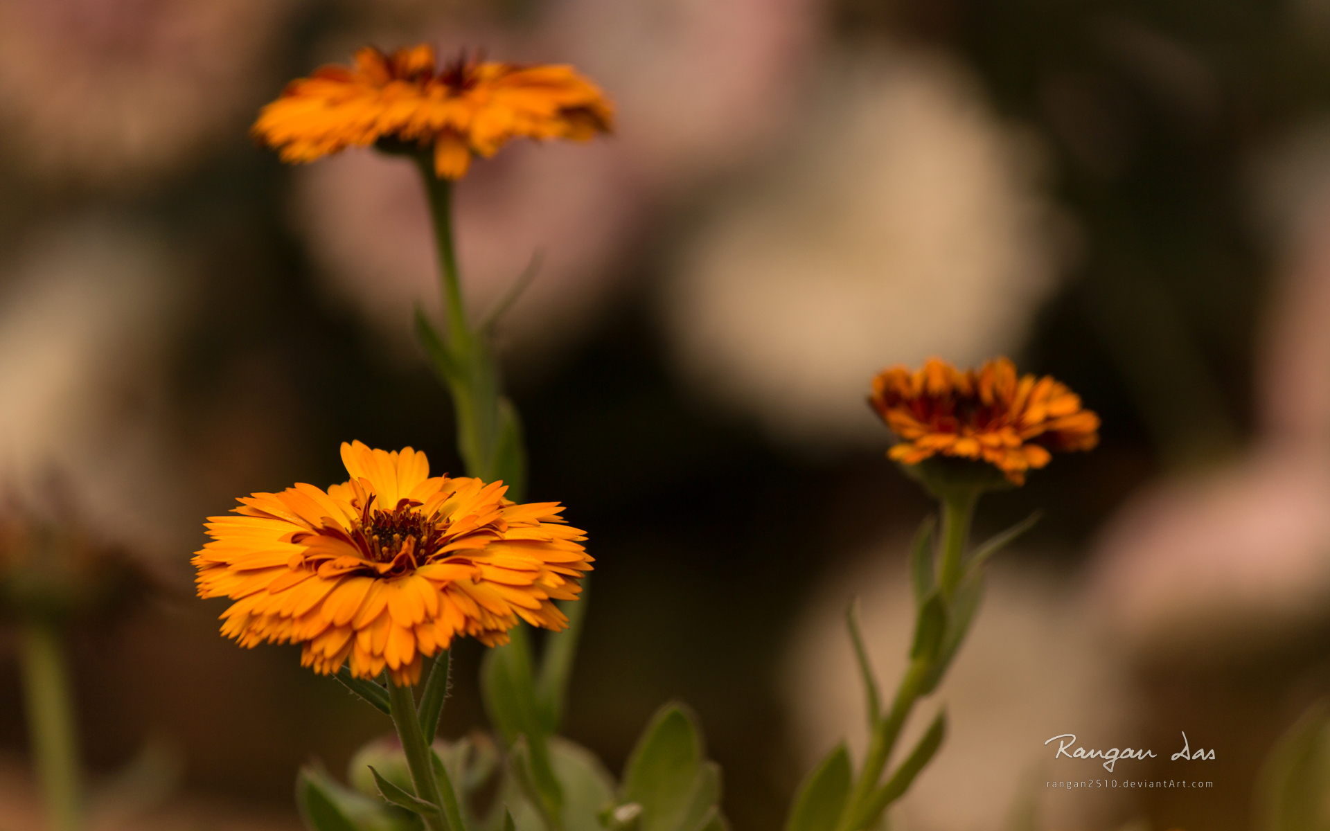 Baixe gratuitamente a imagem Flores, Flor, Terra/natureza na área de trabalho do seu PC